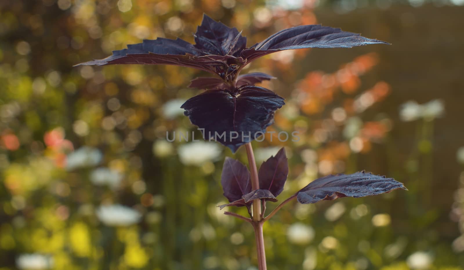 Close up sprig of purple basil on blurry natural background. The wind sways wet leaves. Macro shooting still life slowly turning. Healthy fresh food concept