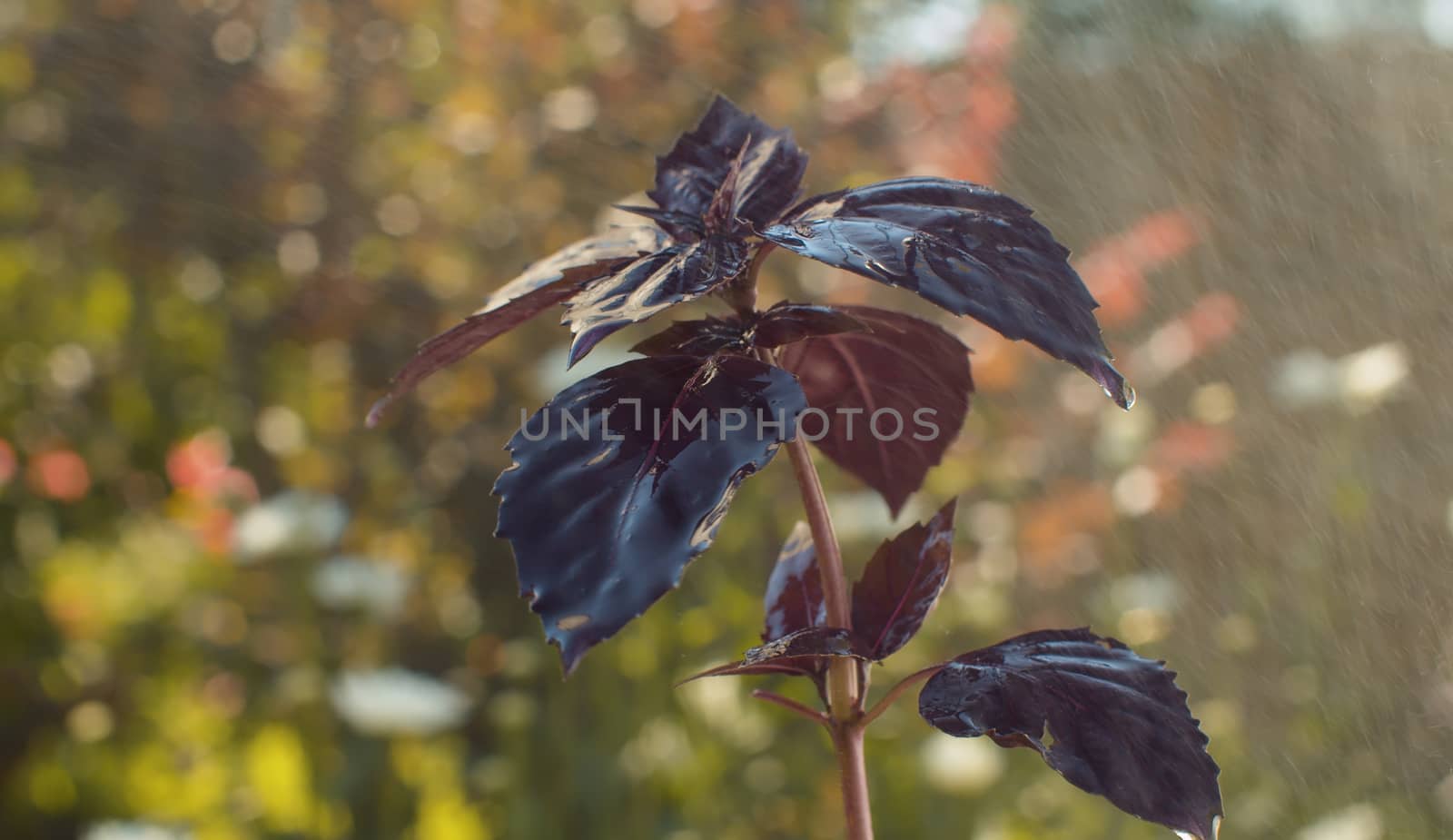 Close up sprig of purple basil in water spray on blurry natural background. The wind sways wet leaves. Macro shooting still life slowly turning. Healthy fresh food concept