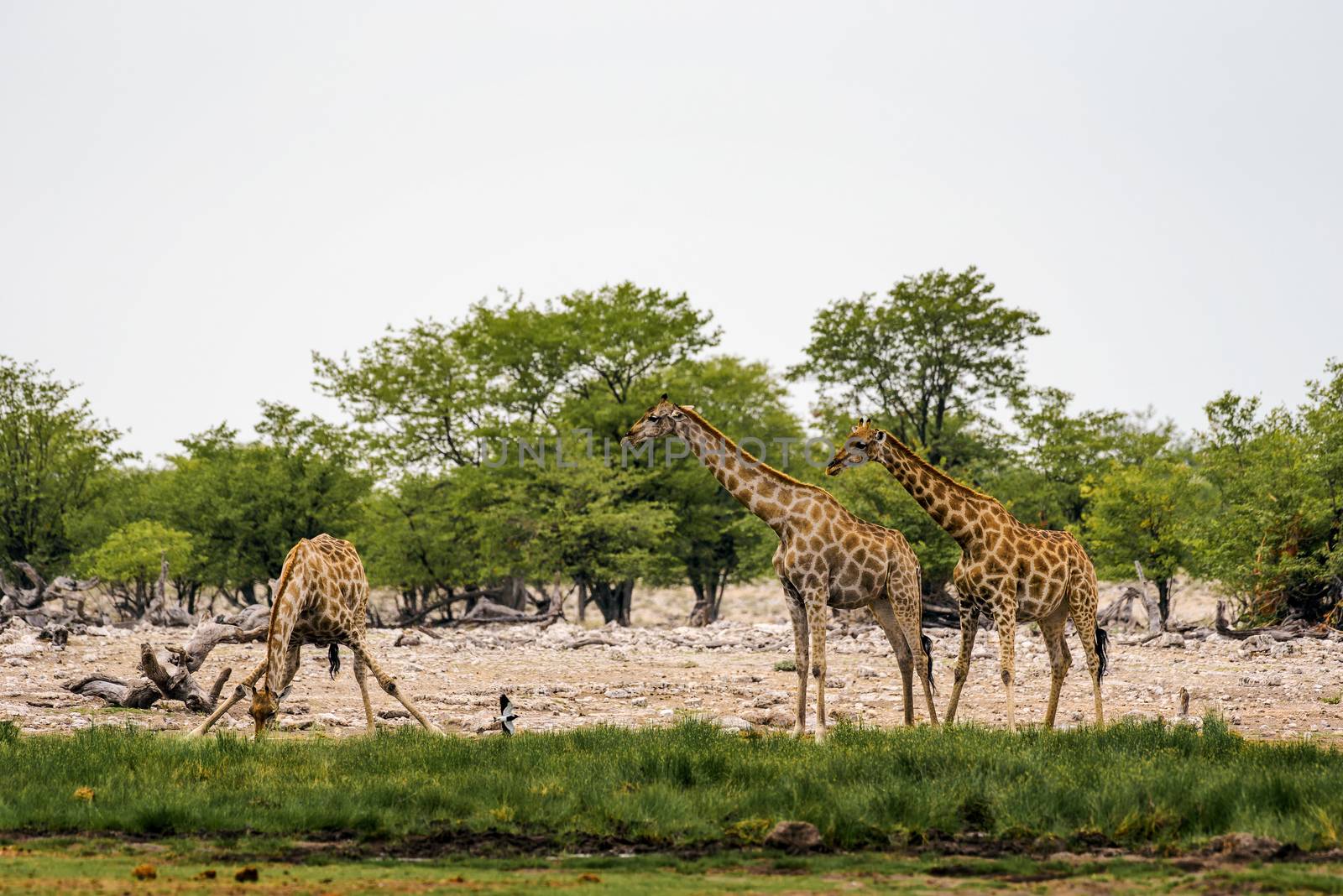 Giraffes drink water from a waterhole in Etosha National Park, Namibia.