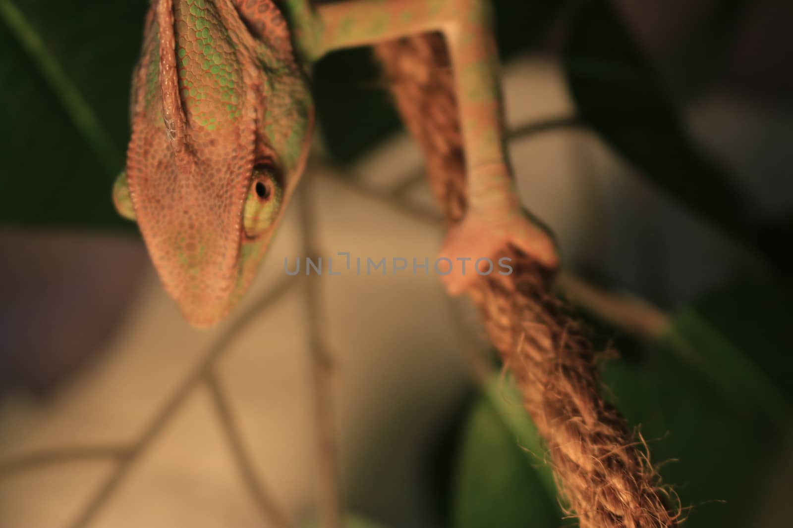 Veiled Chameleon on plant against green background/Yemen Chameleon/Veiled Chameleon (Chamaeleo Calyptratus) by mynewturtle1