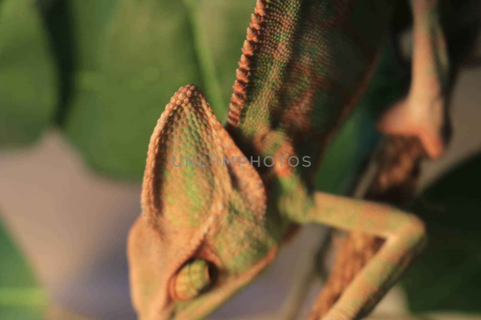 Veiled Chameleon on plant against green background/Yemen Chameleon/Veiled Chameleon (Chamaeleo Calyptratus)