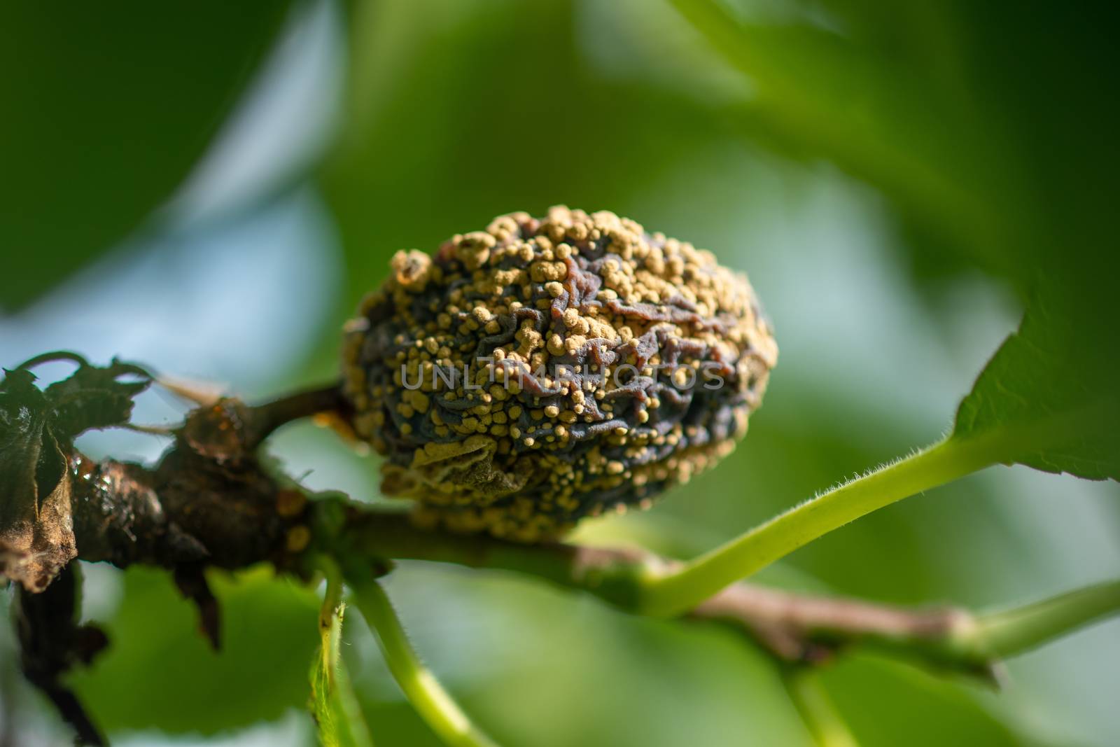 Rotten plum on the fruit tree, Monilia laxa (Monilinia laxa) infestation, plant disease