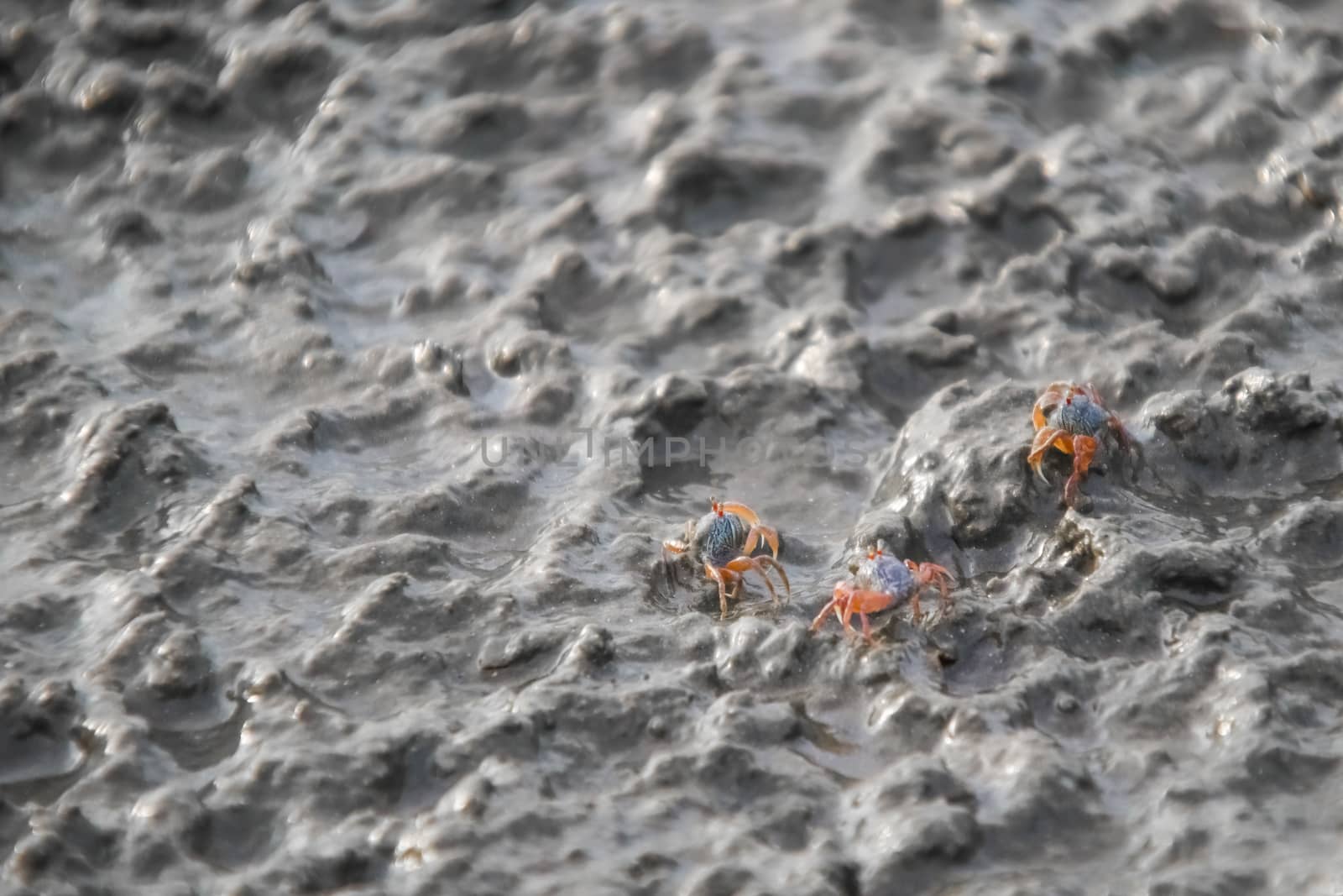 closeup of small ghost crab on the beach sand by anotestocker