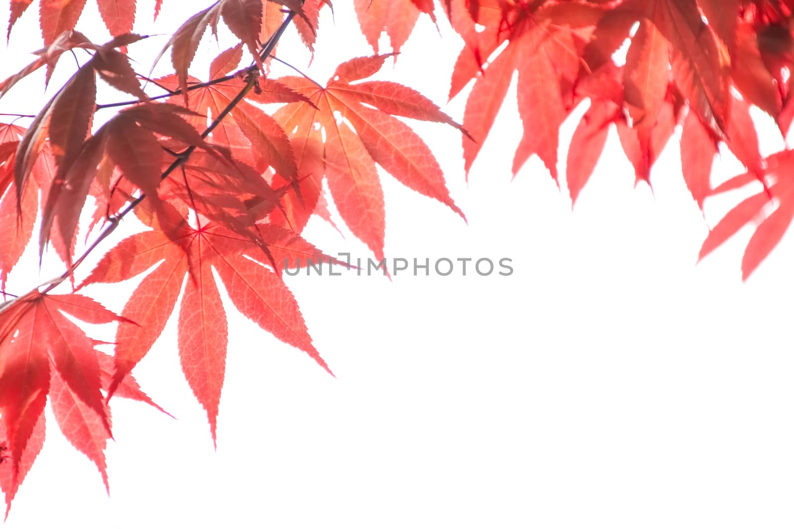 Autumn colorful red leaf texture. by anotestocker