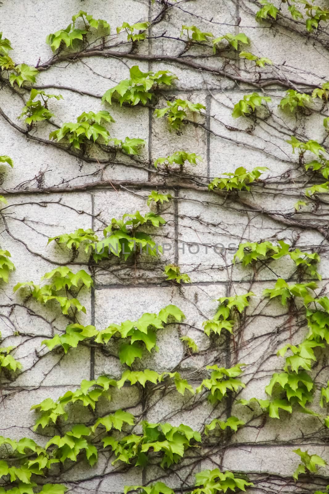green leaves on wall brick background by anotestocker
