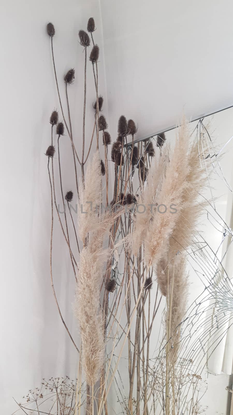 interior design, dried plants, reed, cane in front of broken mirror and white walls by kb79