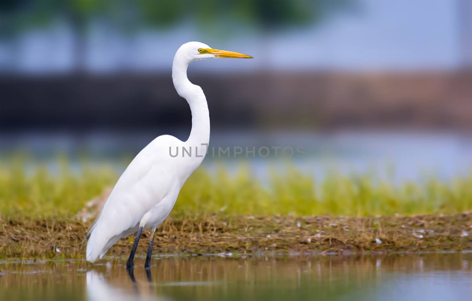 The great egret, large egret, or great white egret or great white heron is a large, widely distributed egret, with four subspecies found in Asia, Africa, the Americas, and Europe.