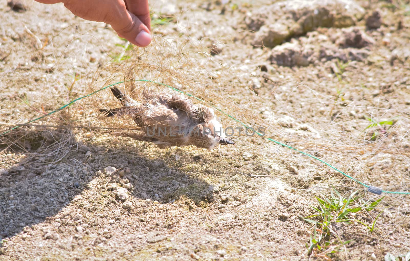 The bird had entangled its whole body in a discarded net. Though normally, the bird manages to remove the fishing net with its beak, the unlucky plover beak was stuck in the net and dead