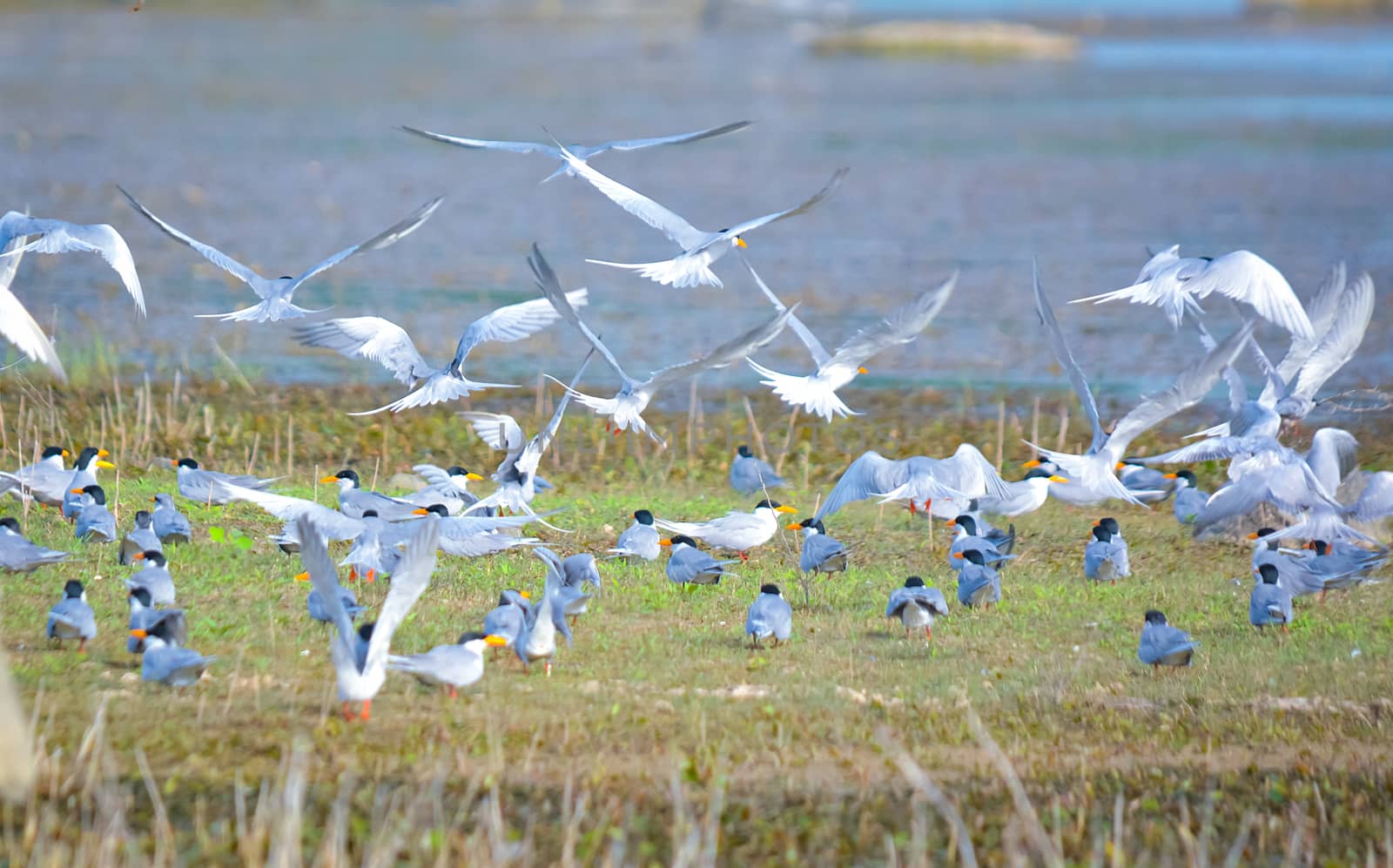 Flock of indian river tern breeding site and flying by rkbalaji