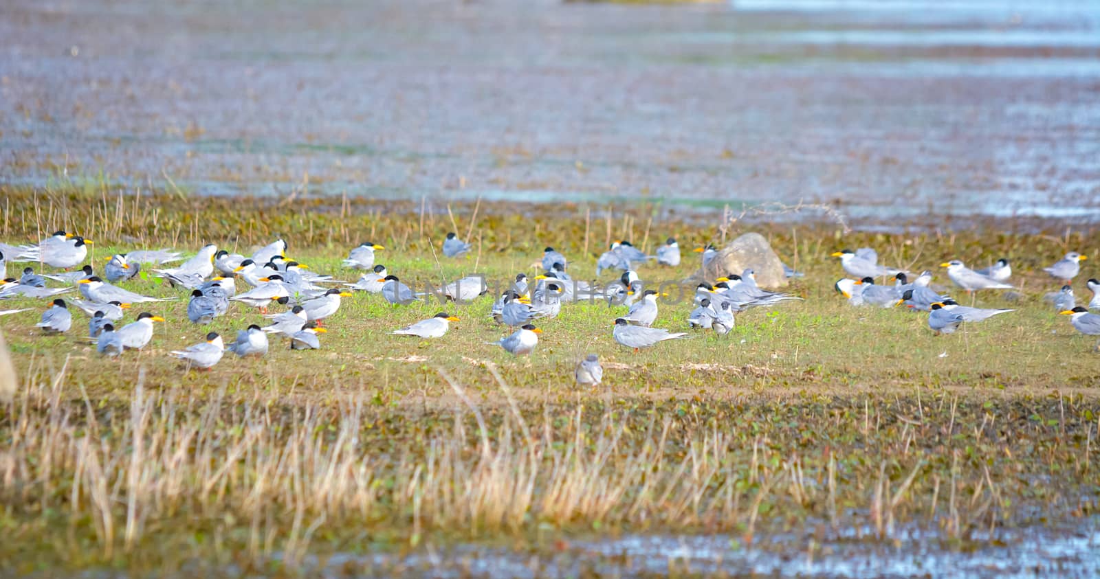 Flock of indian river tern breeding site and roosting by rkbalaji