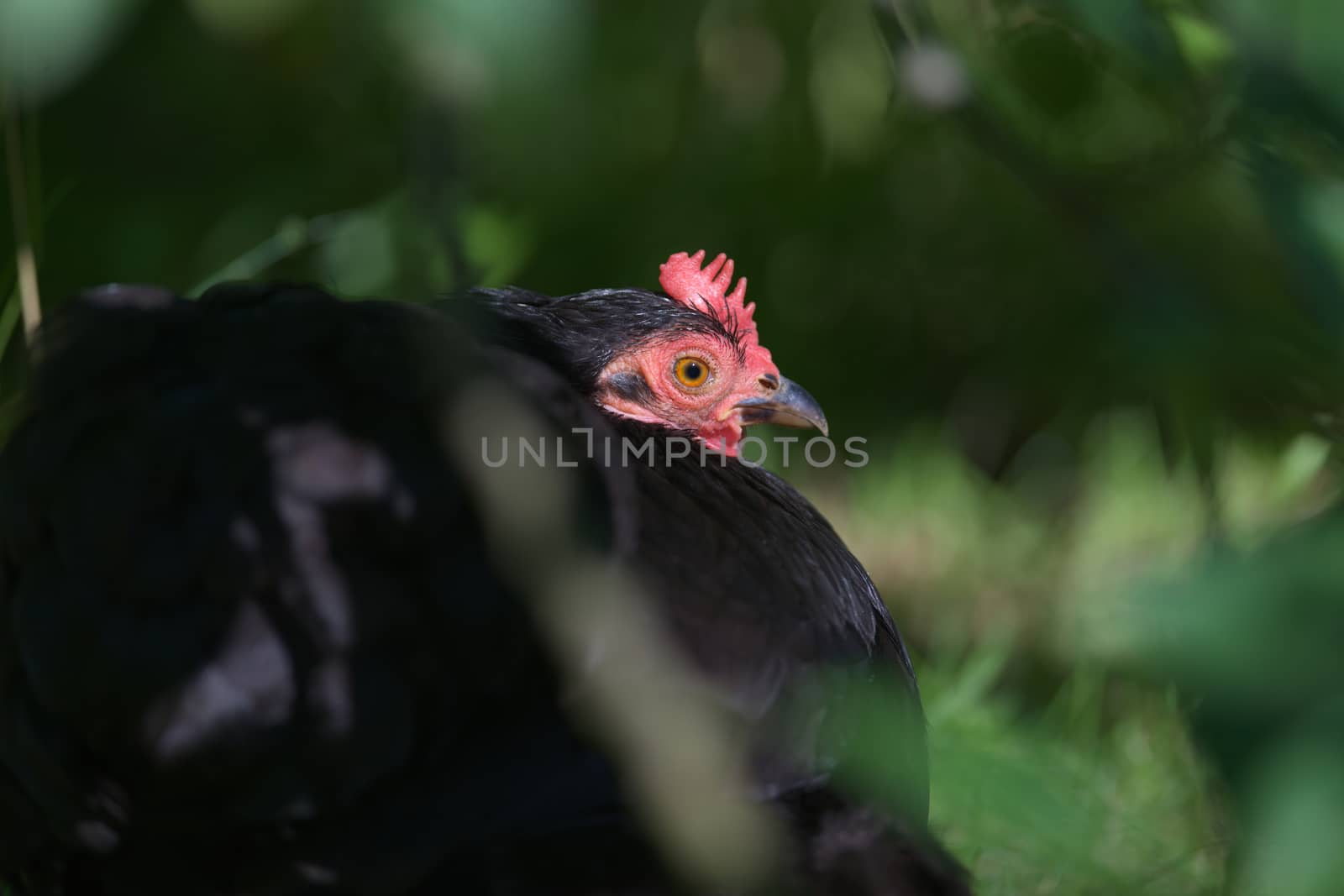 Close up portrait of the red face of a small black pekin bantam pure bred pet chicken as it sits amongst undergrowth.