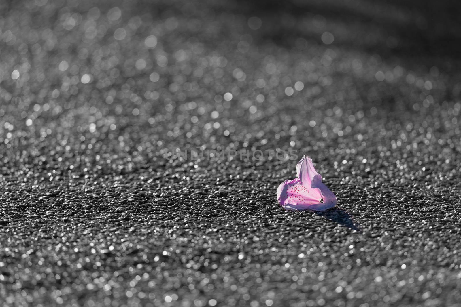 A fallen color popping pink and red flower head rests in contrast to a never ending sea of tarmac which shines like small pebbles in sunlight.