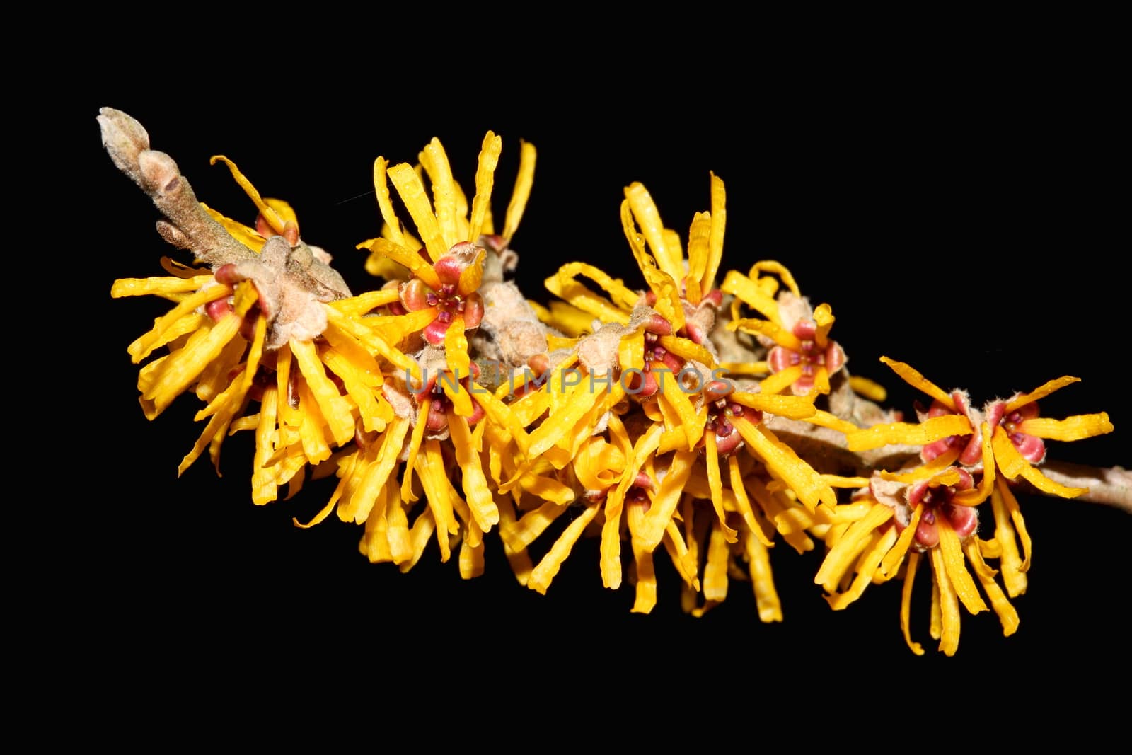 Hamamelis 'Brevipetala' (Witch Hazel)  by ant