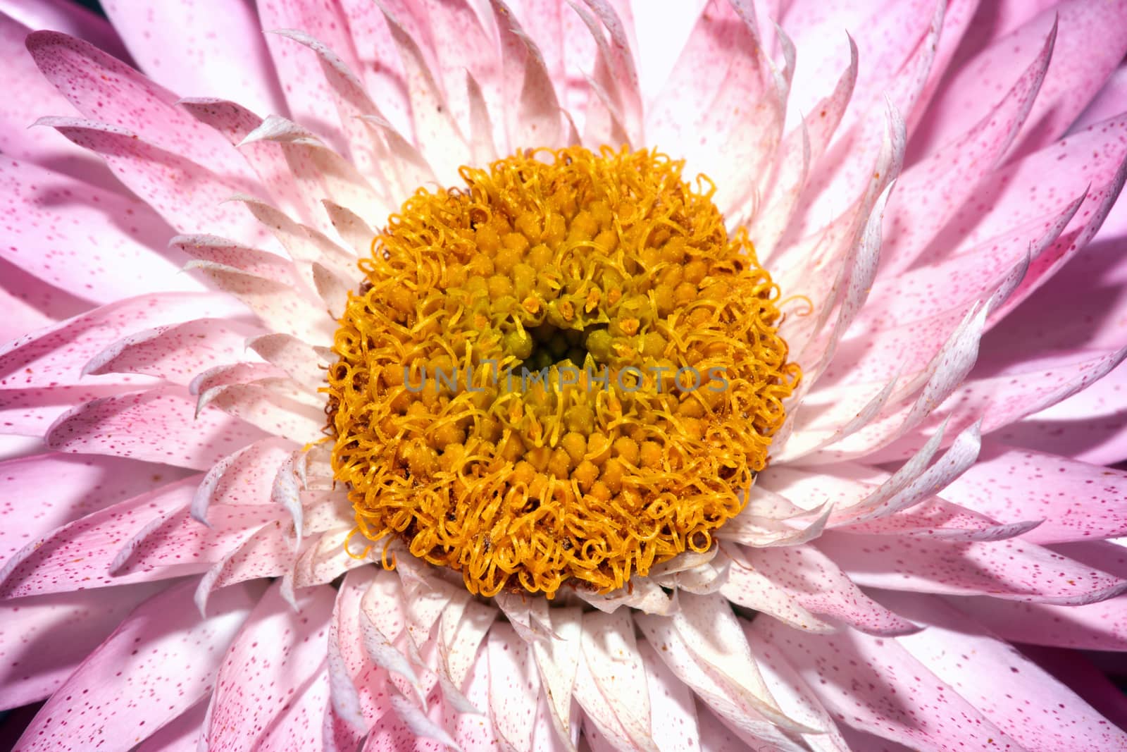 Helichysum (pink) is a common perennial flower sometimes called Everlasting stock photo