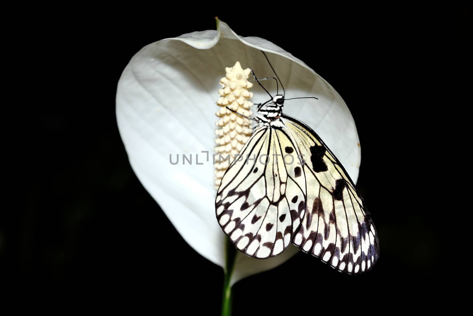 Idea leuconoe commonly known as the large tree nymph butterfly on a white peace lily flower