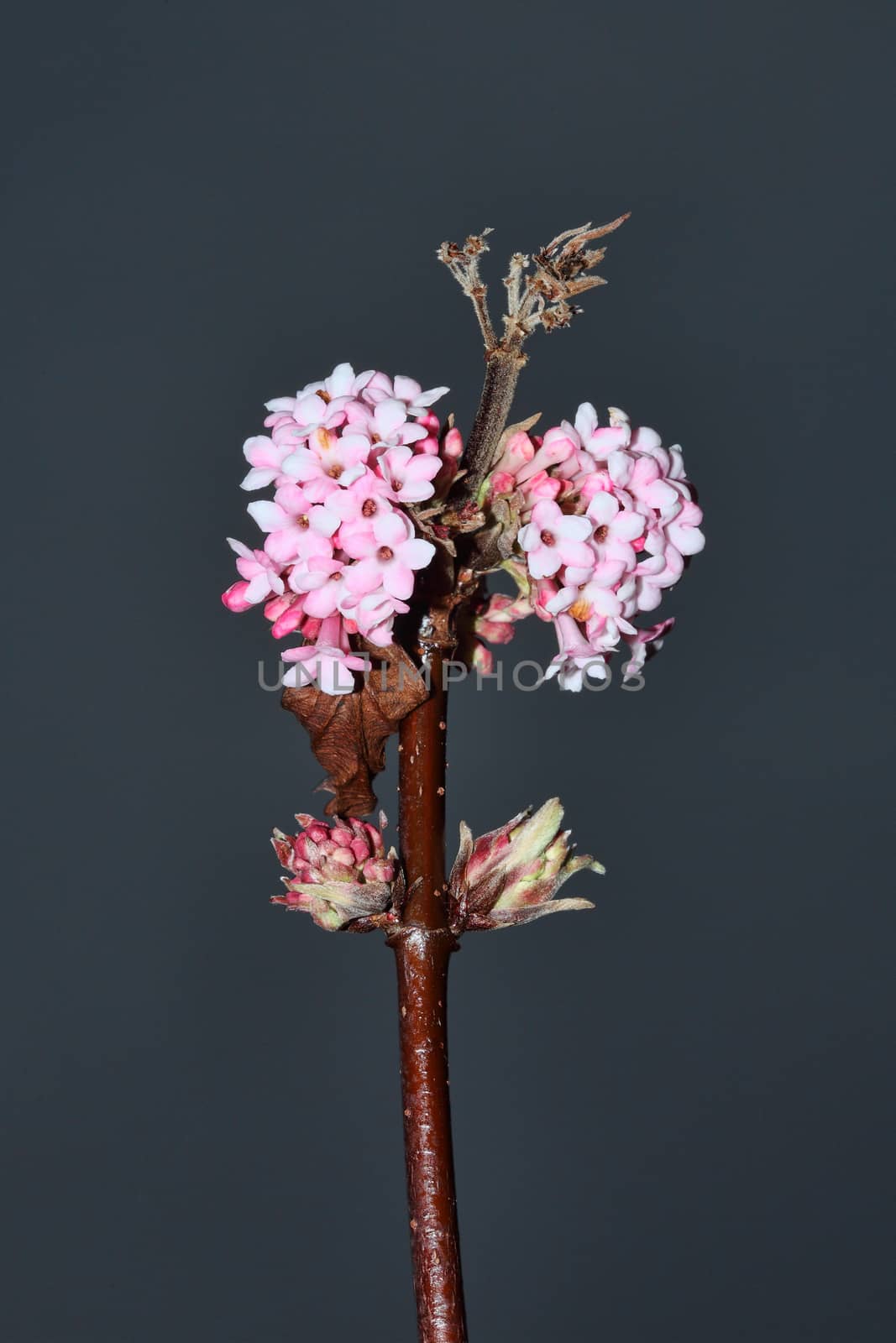 Viburnum x bodnantense 'Dawn' a pink winter flowering shrub which has highly fragrant flowers and leafless when in bloom