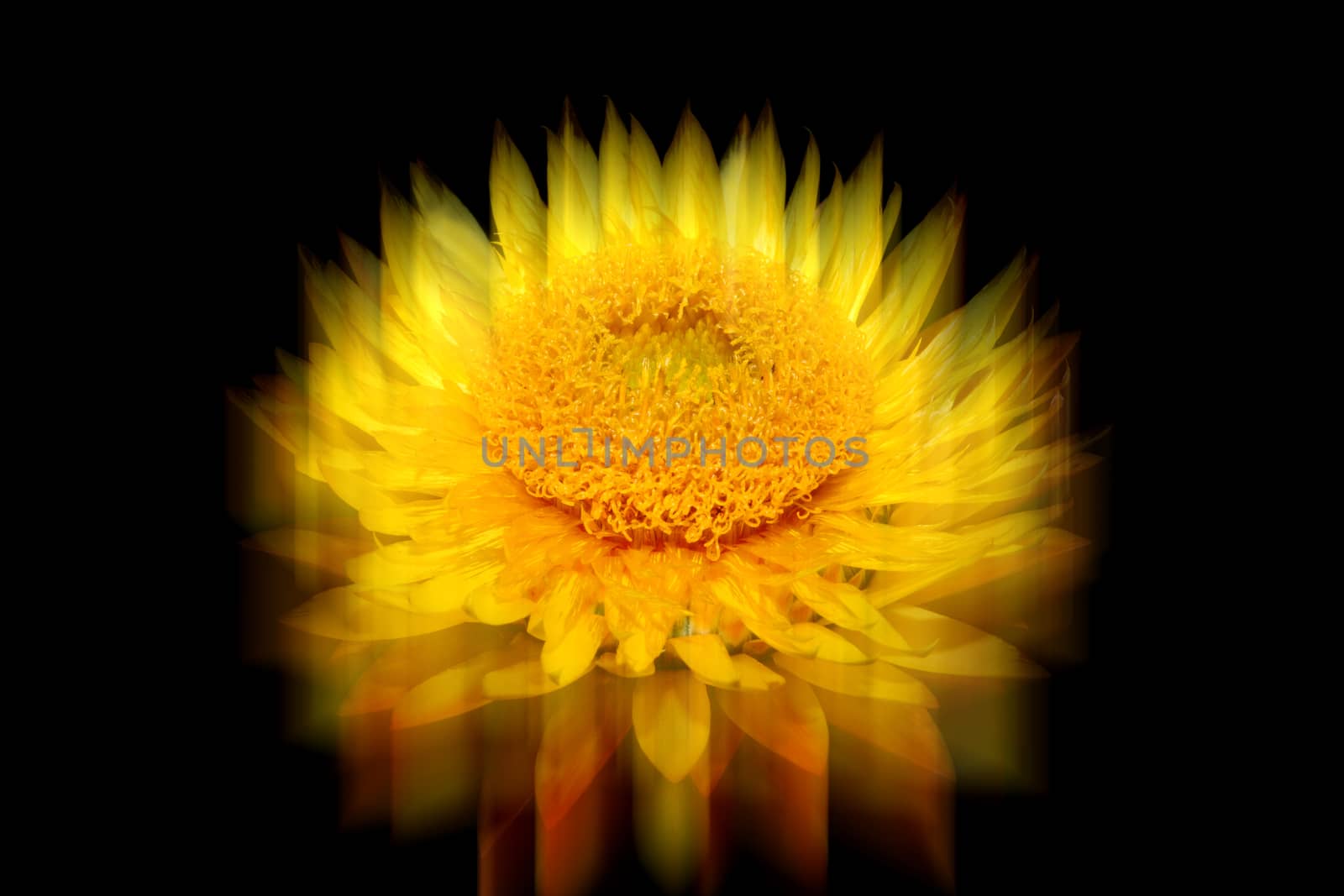 Helichysum (yellow) with reflection which is a common perennial flower sometimes called Everlasting on a black background