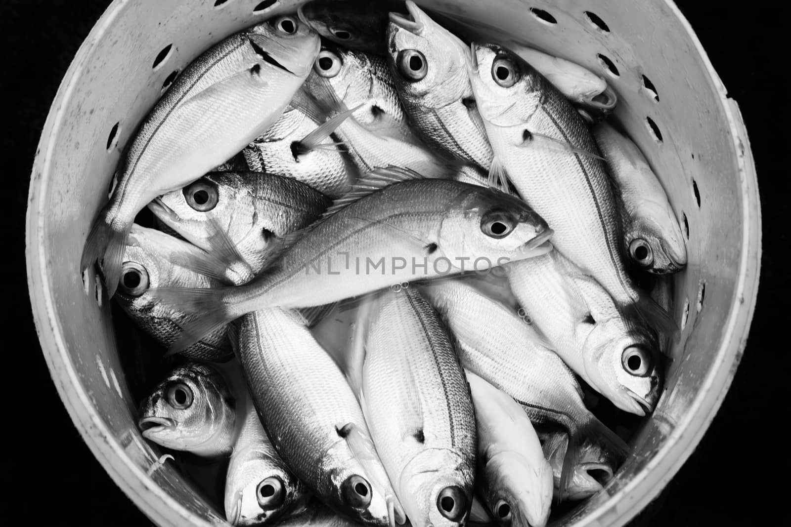 Fresh recently caught Atlantic sea fish in a bucket to be used as fishing bait black and white monochrome image