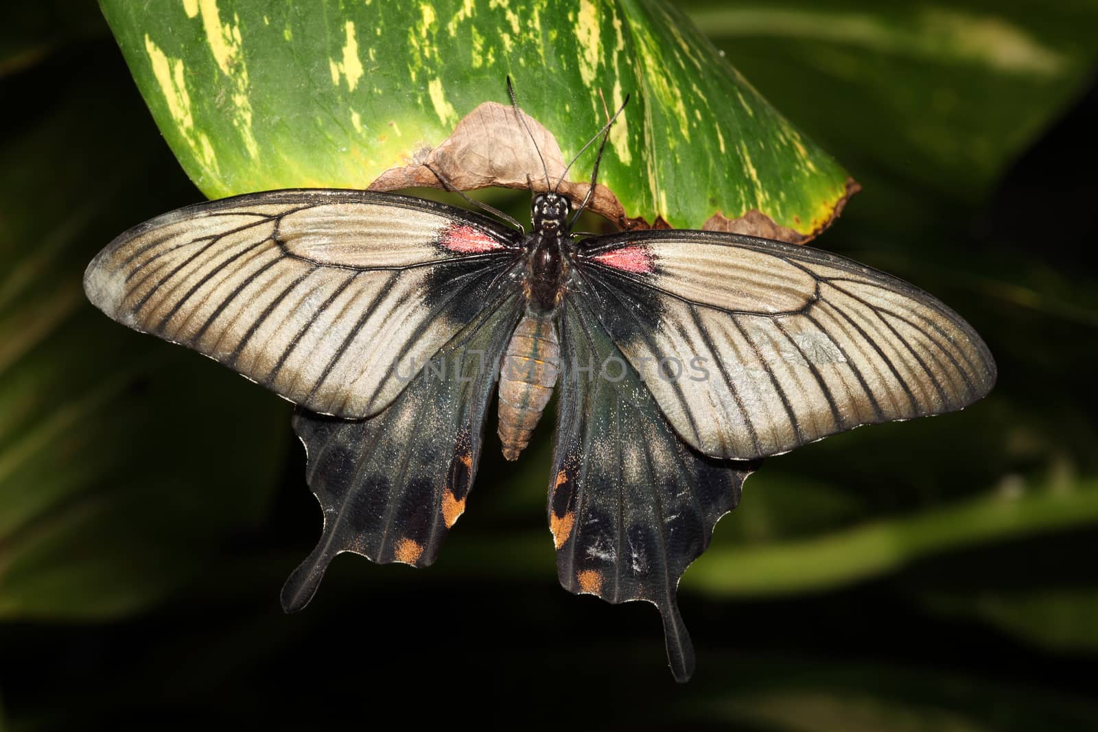 Tropical swallowtail butterfly resting on a green leaf stock photo