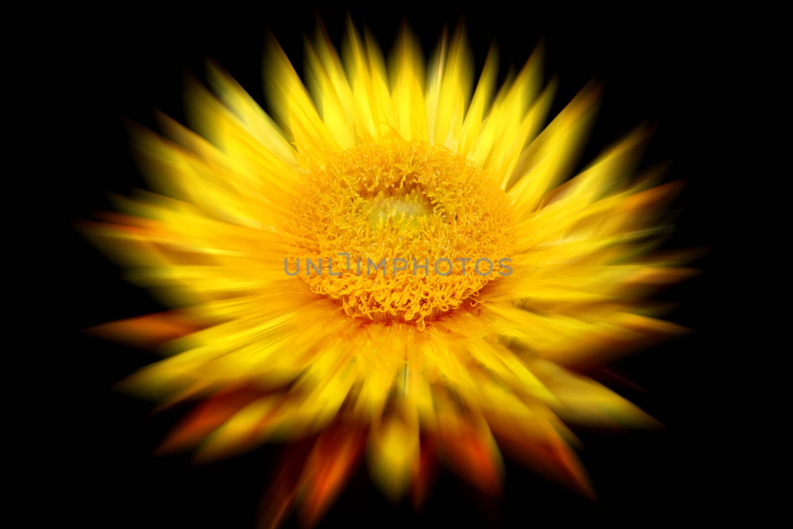 Helichysum (yellow) flower with a zoom burst blur which is a common perennial flower sometimes called Everlasting stock photo