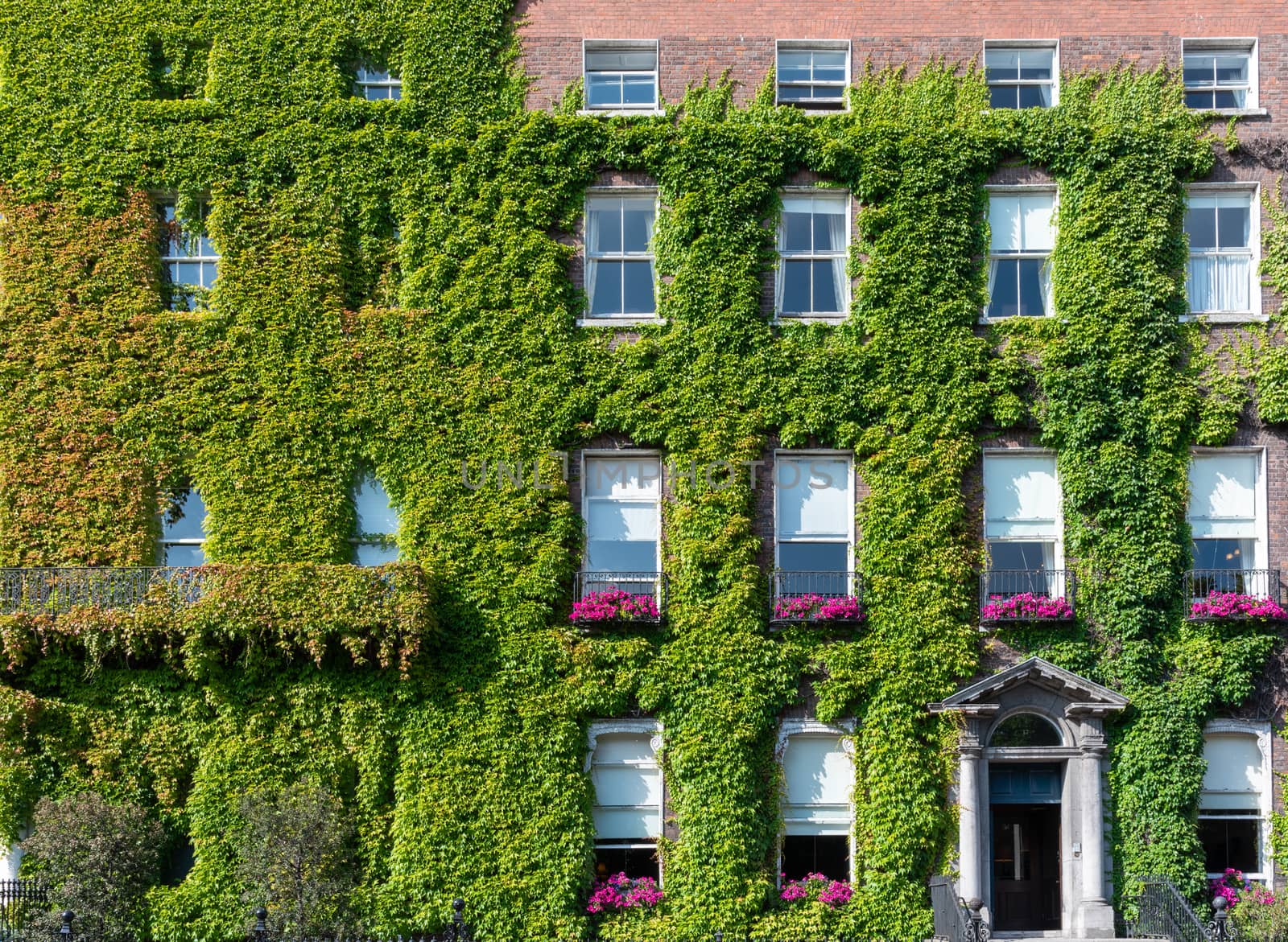 Ivy Covered Building by jfbenning