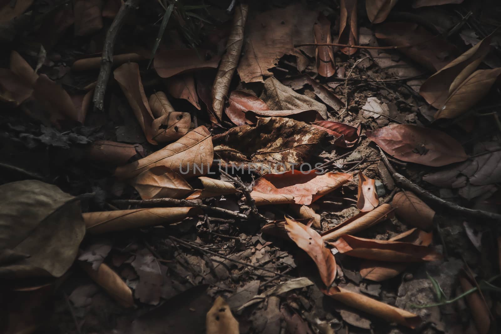 heap of dry leaves on the ground by anotestocker