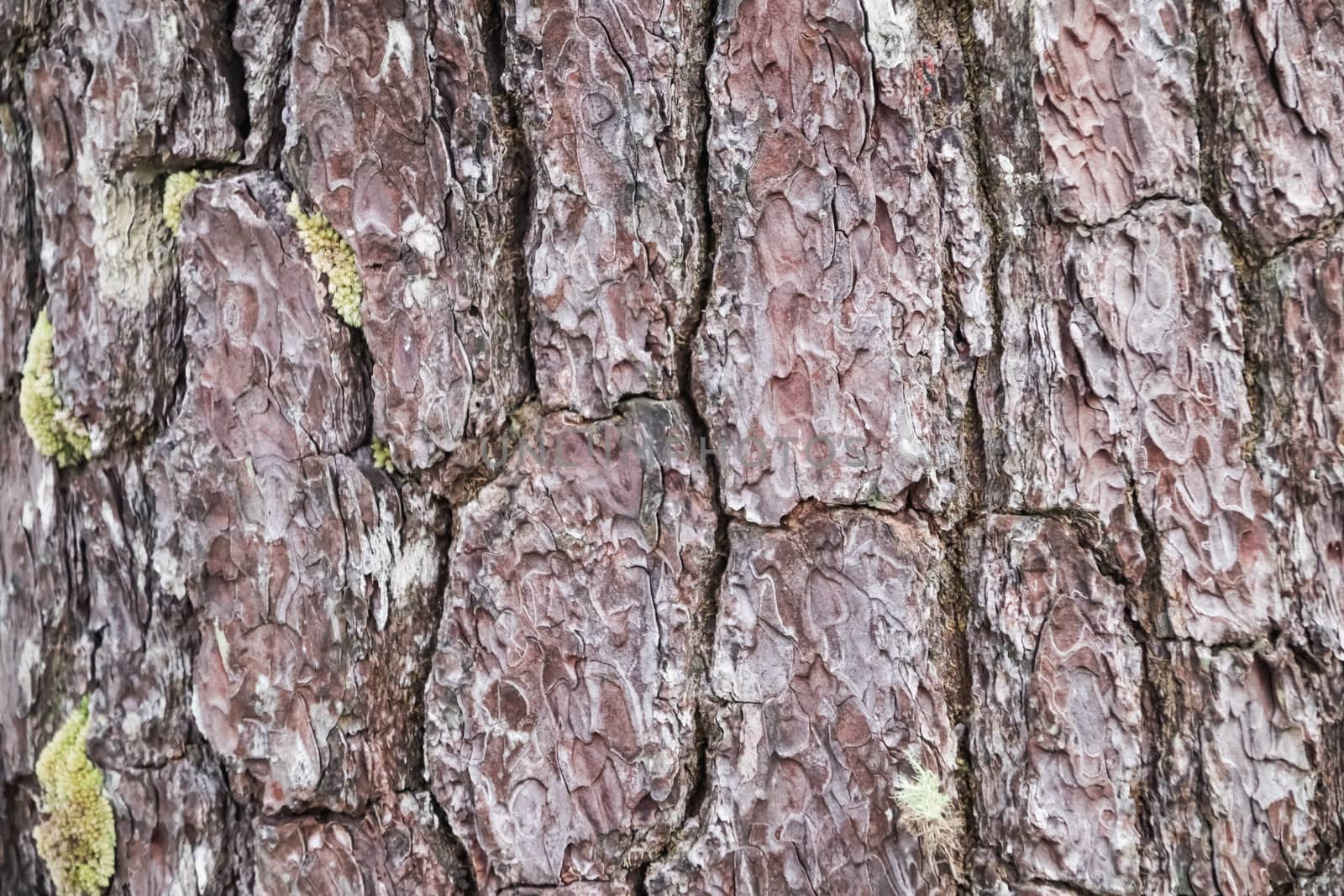 Embossed texture of the bark