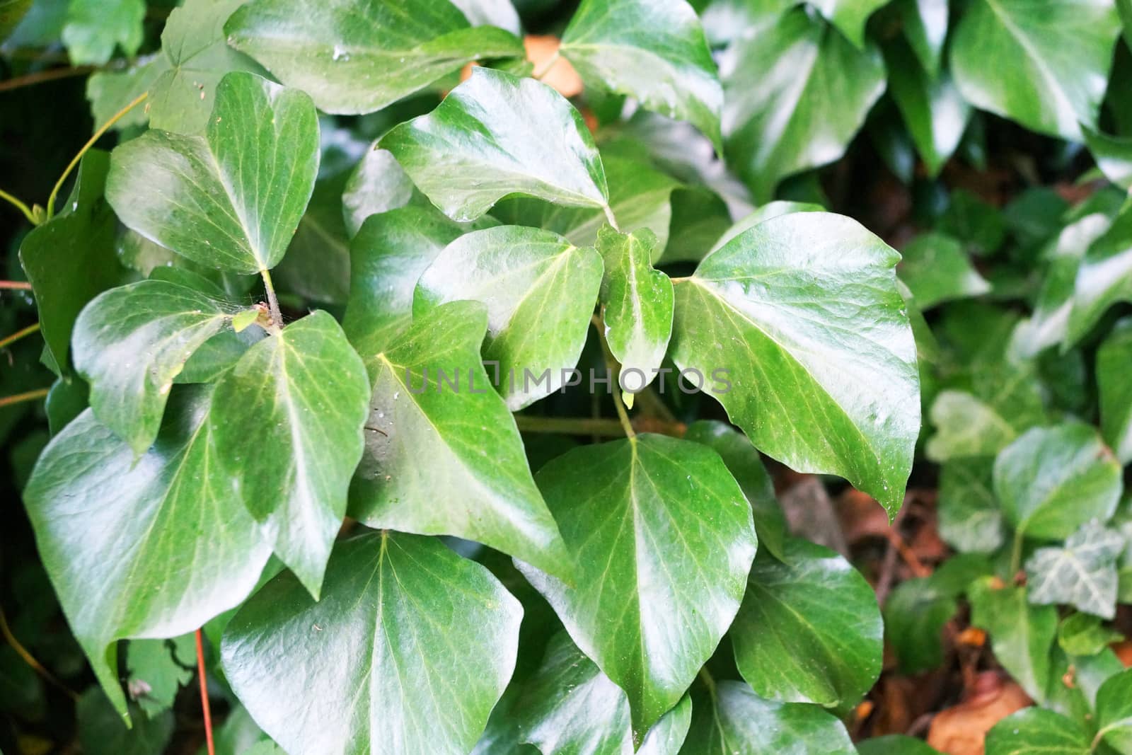 green glossy leaves close-up, plant background