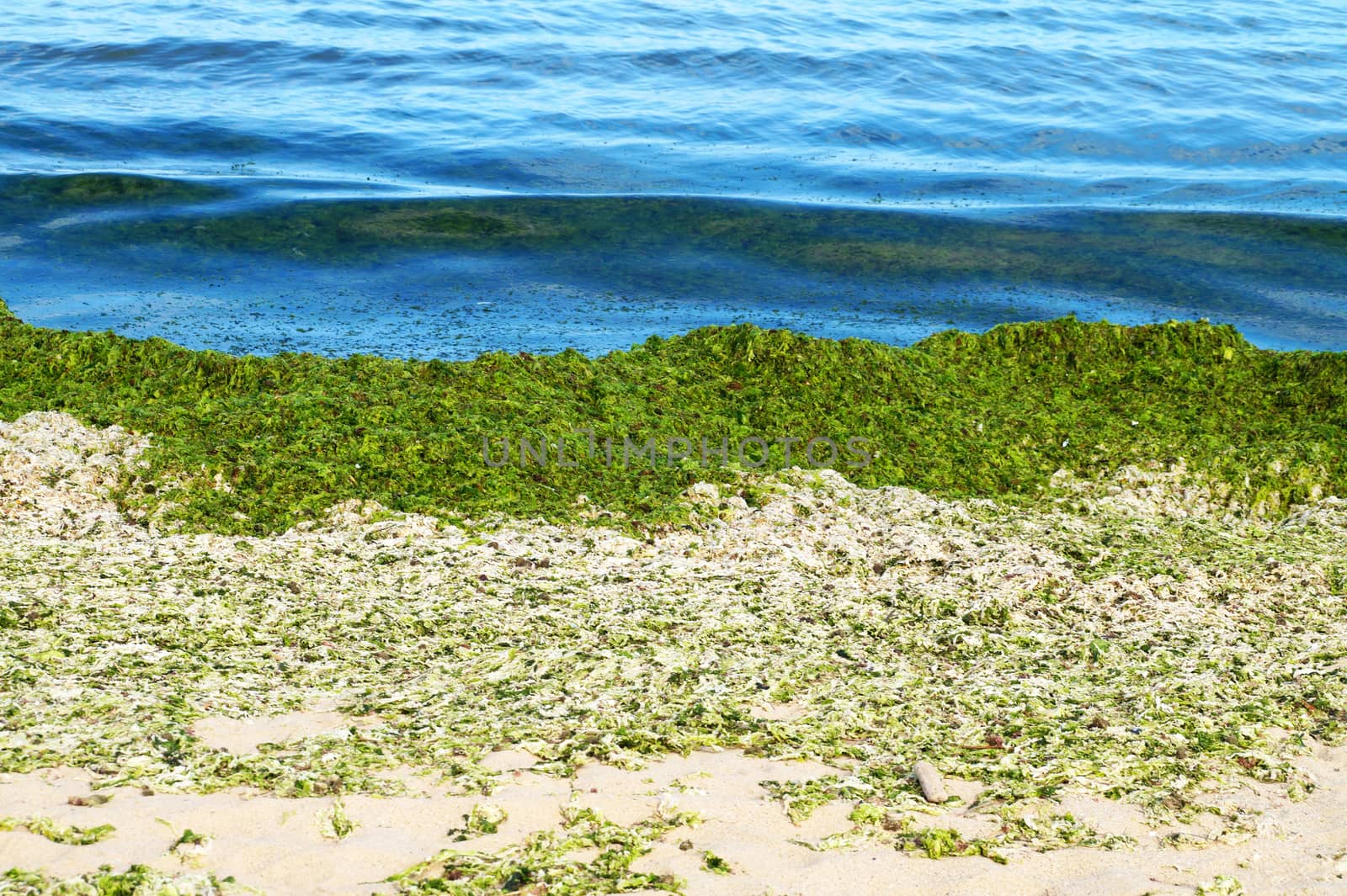 green algae on an empty sandy beach by Annado