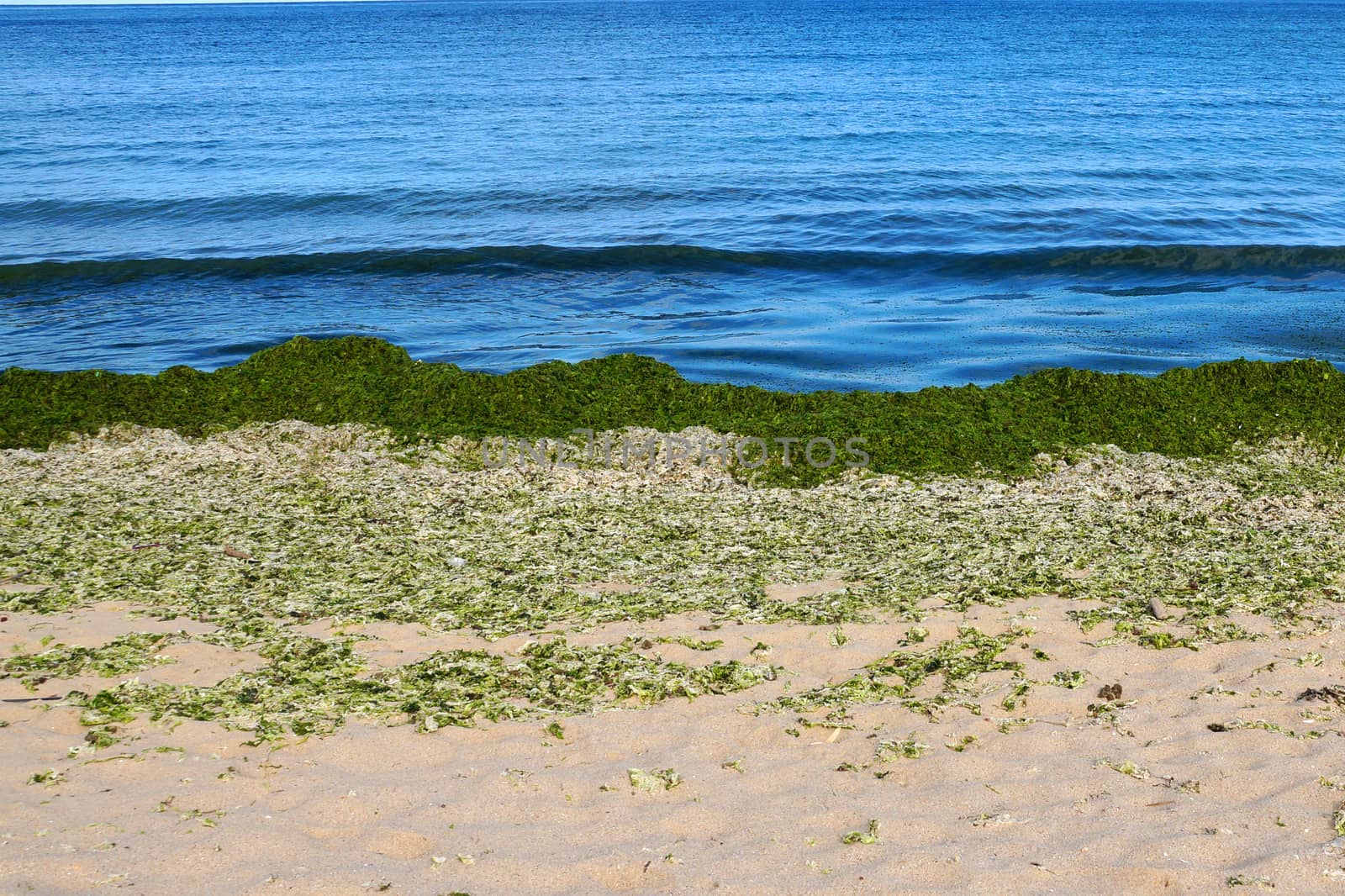 green algae on an empty sandy beach.