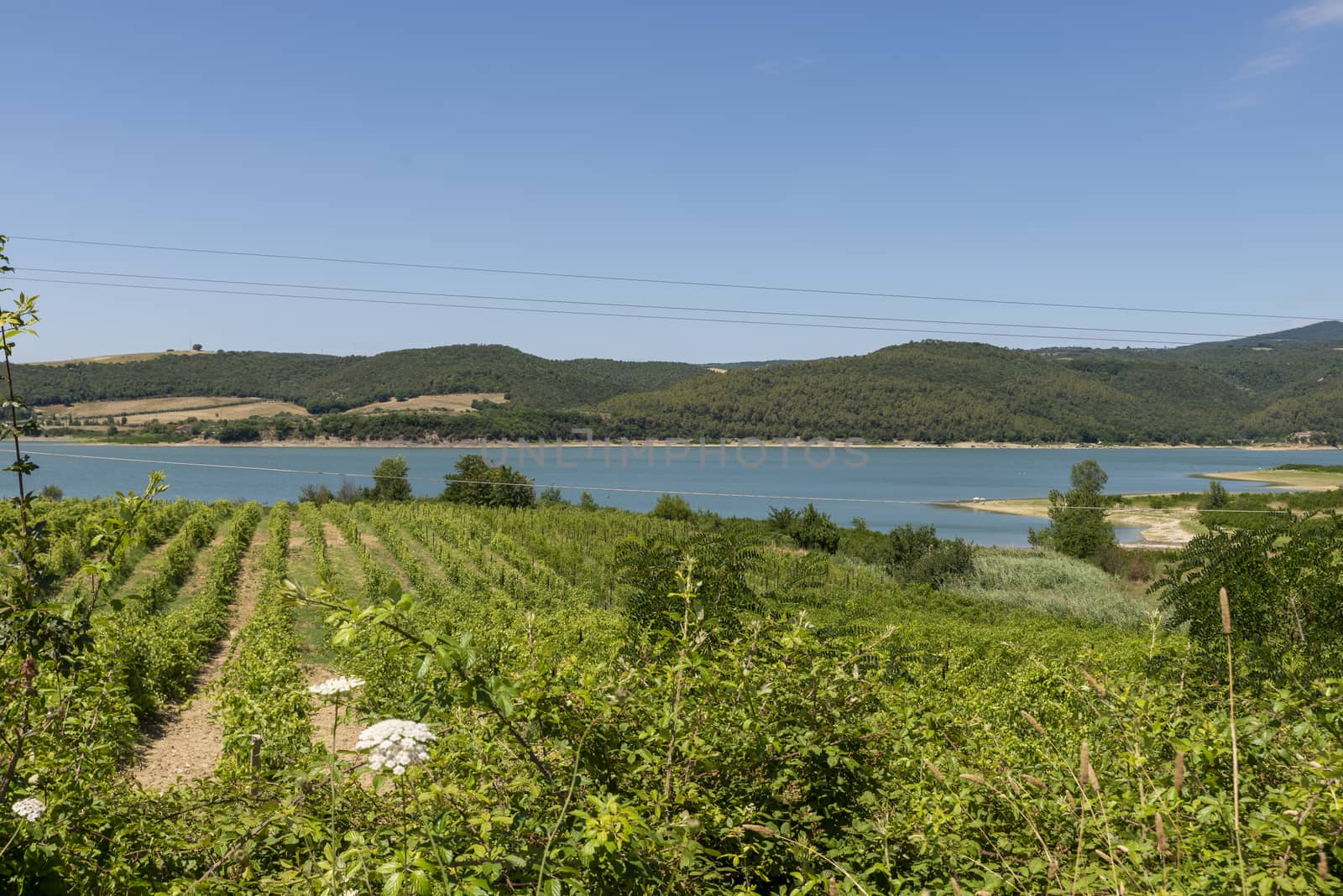 Corbara lake in the province of Perugia on a sunny day