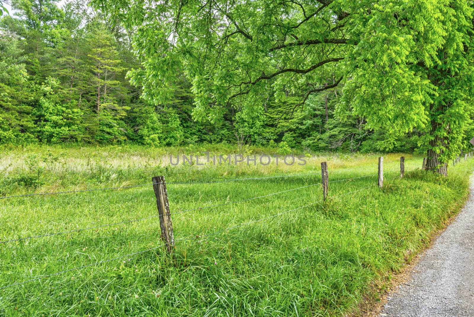 Lovely Spring Morning in Cades Cove by stockbuster1