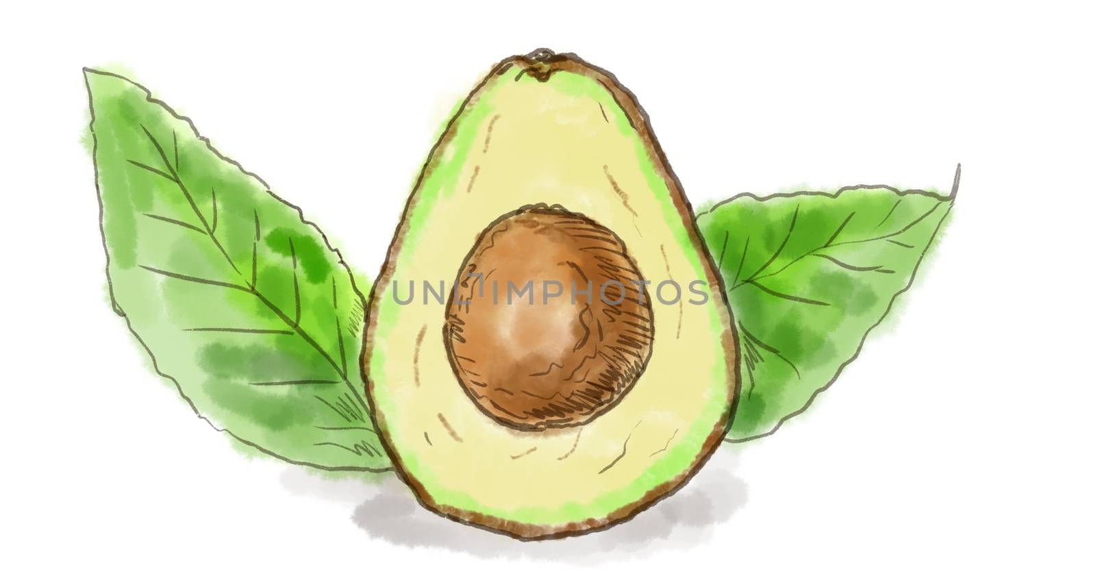 Watercolor drawing of a Haas Avocado Fruit With Leaves on white.