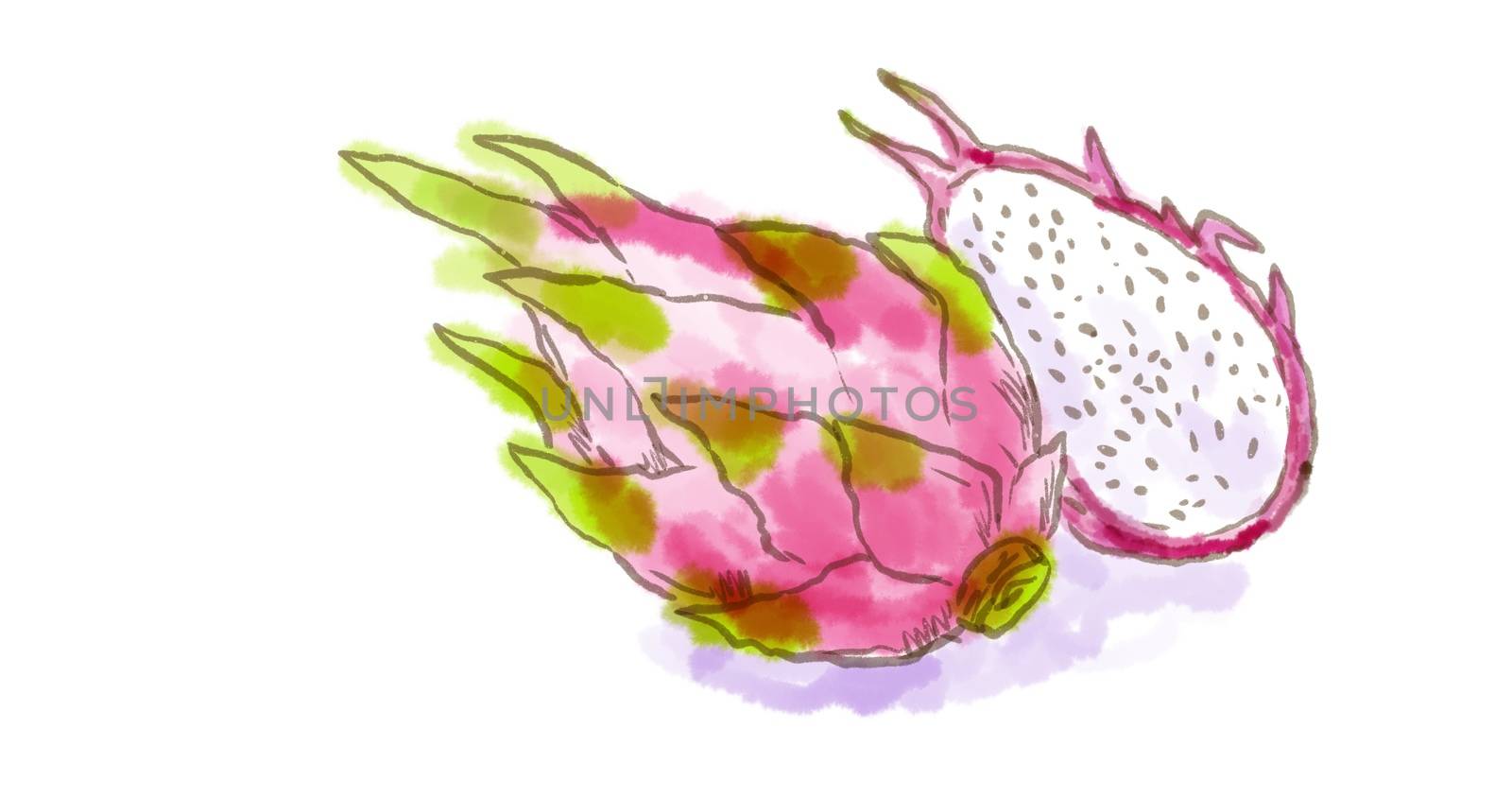 Watercolor drawing of a pitahaya or dragon fruit of the genus Hylocereus, both in the family Cactaceae on white.