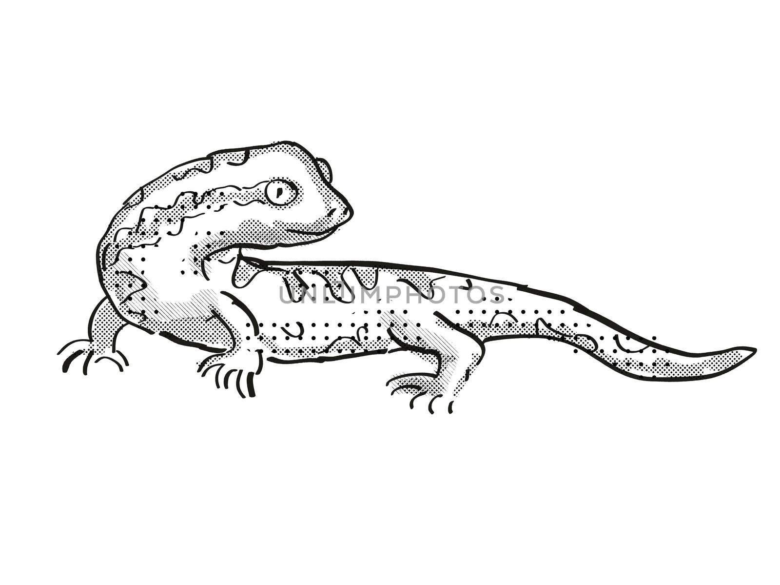 Retro cartoon style drawing of a Tautuku gecko , a native New Zealand wildlife on isolated white background done in black and white