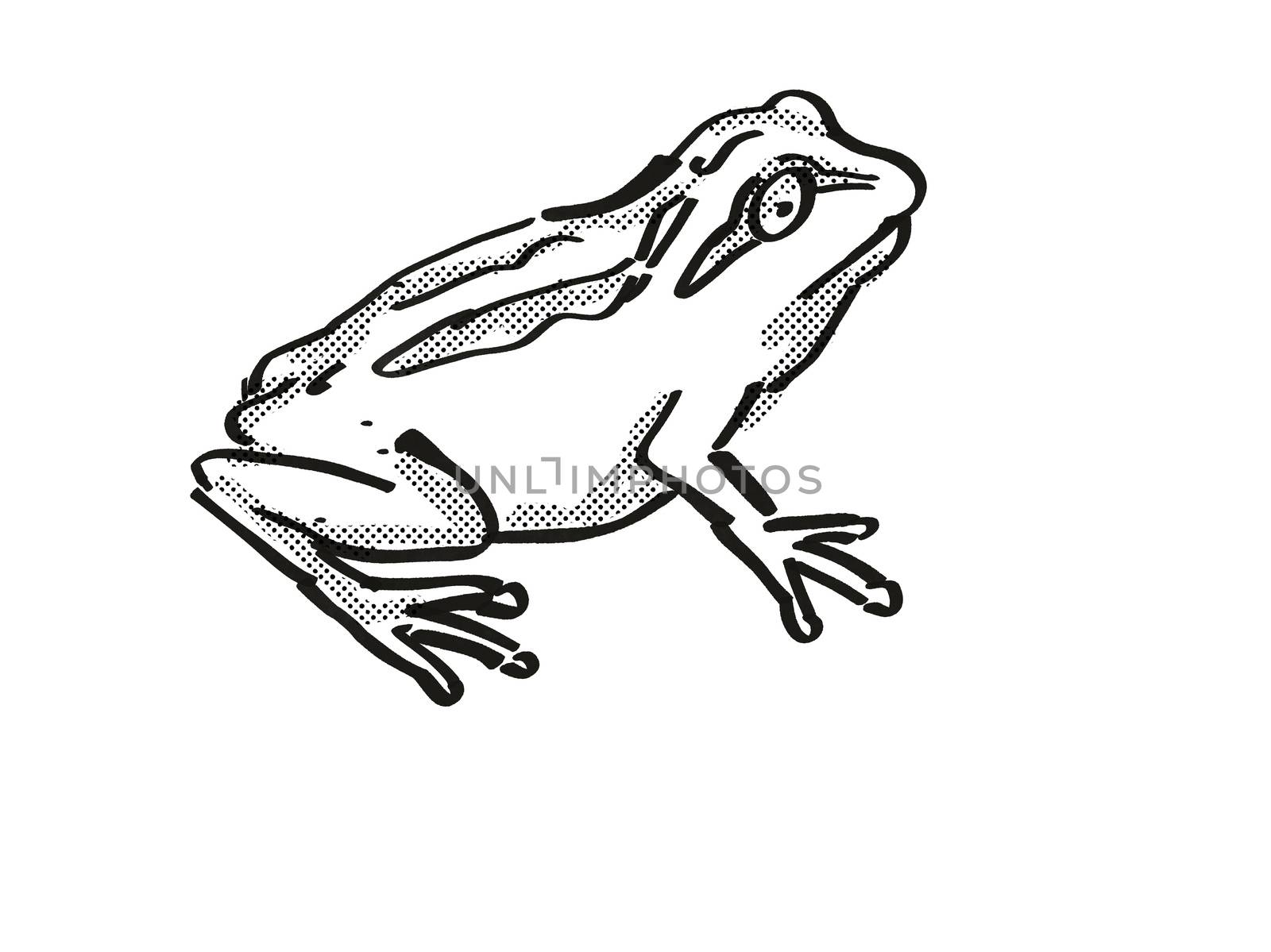 Retro cartoon style drawing of a Whistling Tree Frog , a native New Zealand wildlife on isolated white background done in black and white