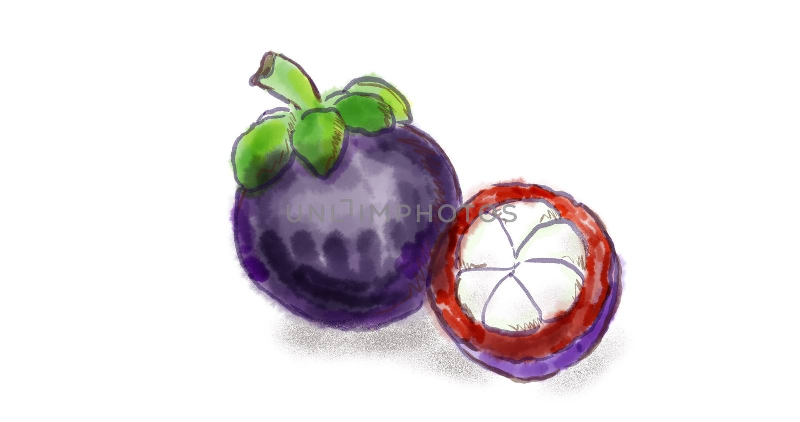 Watercolor drawing of a Mangosteen (Garcinia mangostana), also known as the purple mangosteen fruit on white.
