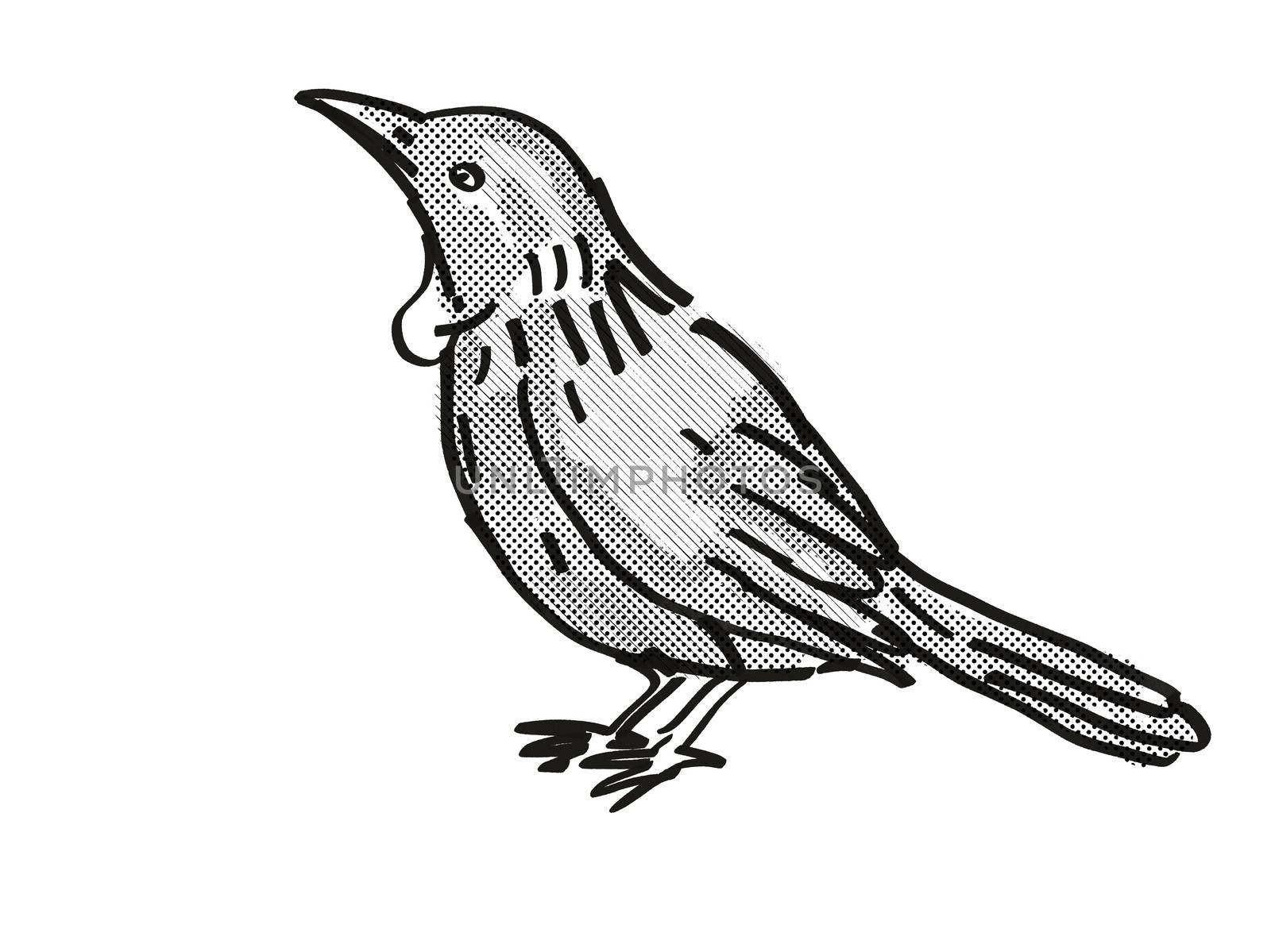 Retro cartoon style drawing of a Tui, a New Zealand bird on isolated white background done in black and white