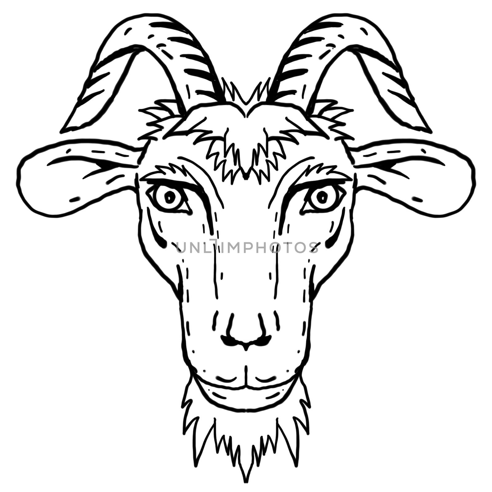 Goat Head Portrait Cartoon Retro Drawing by patrimonio