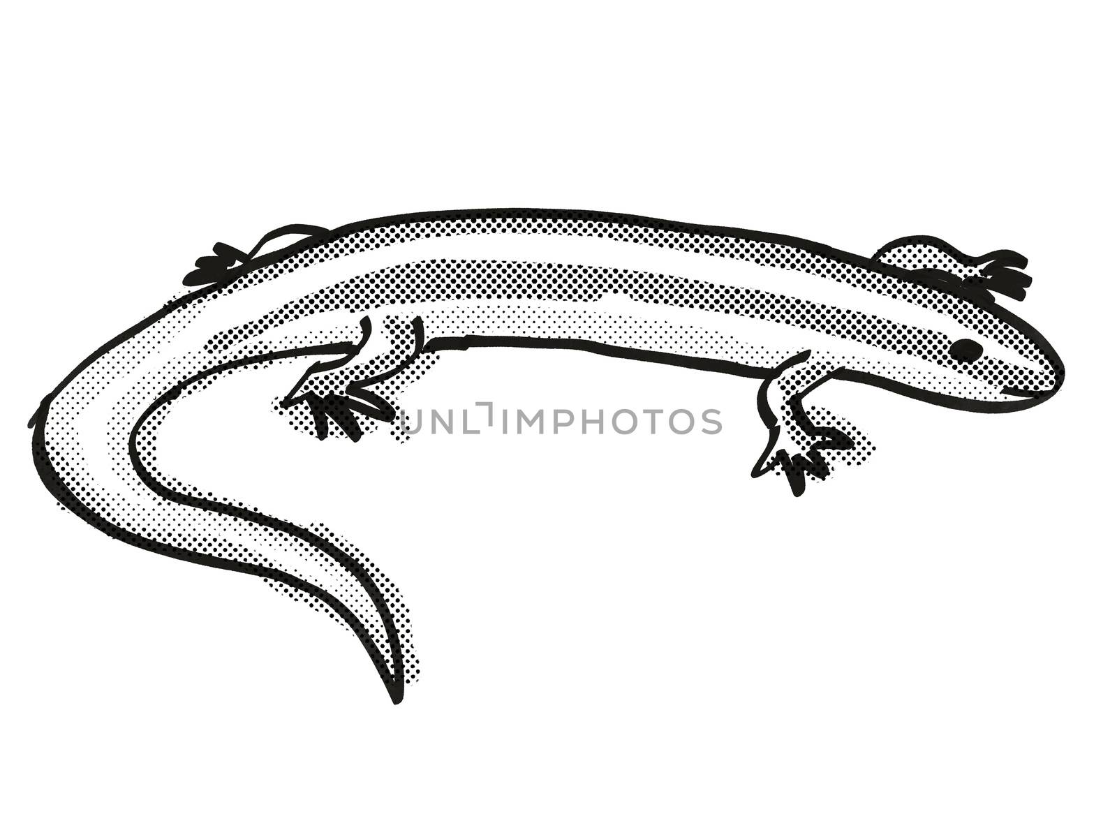 Retro cartoon style drawing of an Alborn Skink , a native New Zealand wildlife on isolated white background done in black and white