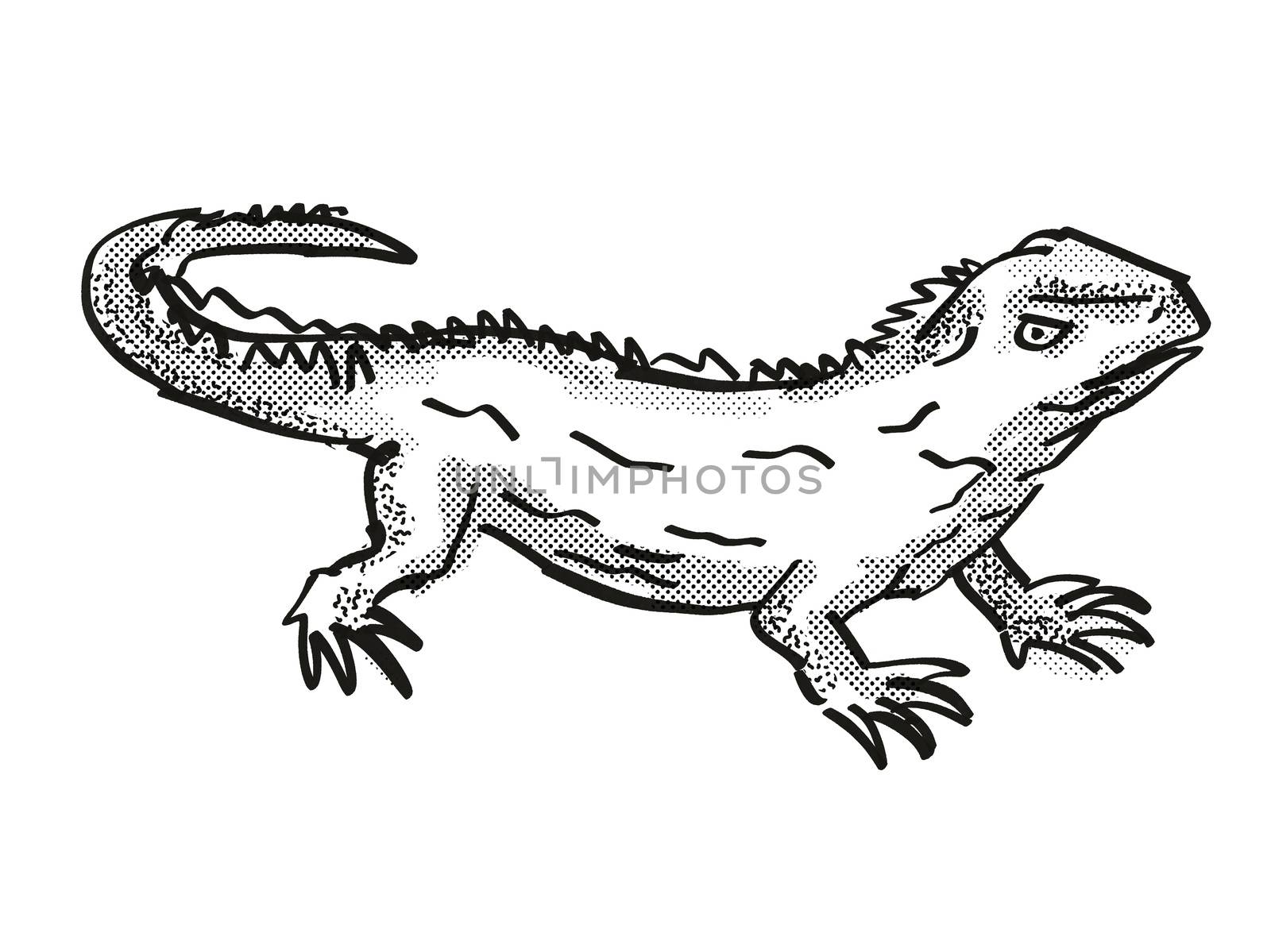 Retro cartoon style drawing of a Tuatara , a native New Zealand wildlife on isolated white background done in black and white