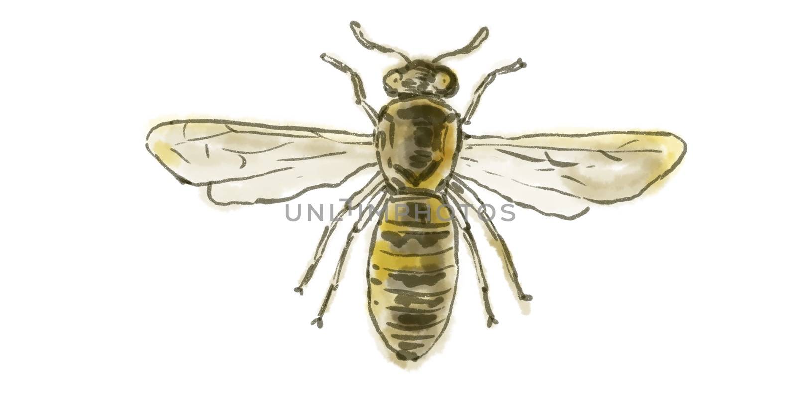 Watercolor Drawing of a Spanish Pollen Wasp on white.