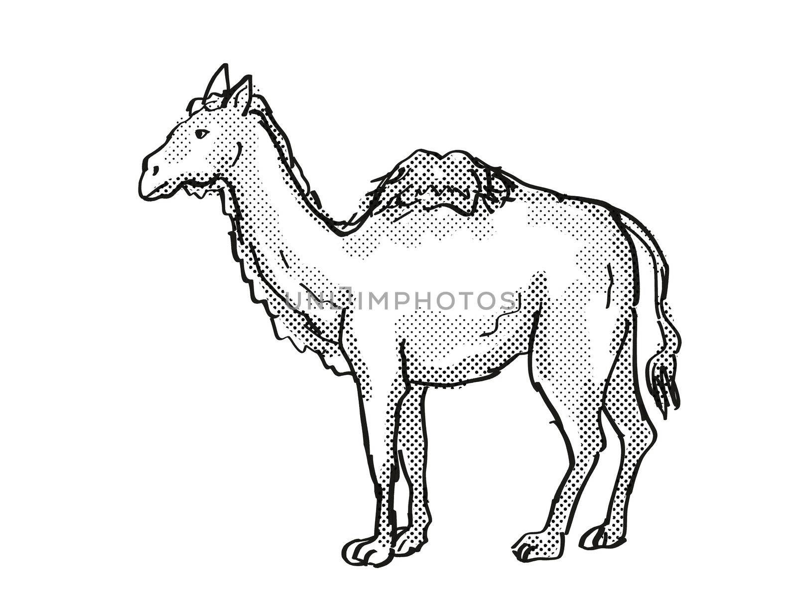 Retro cartoon style drawing of a Western Camel, an extinct North American wildlife species on isolated background done in black and white full body.