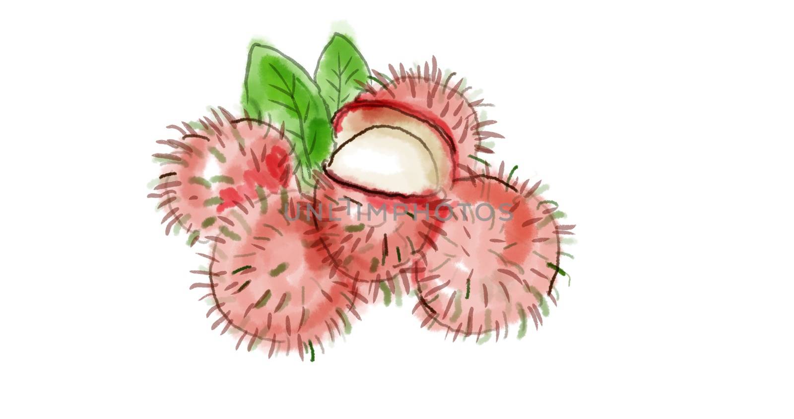 Watercolor drawing of a rambutan fruit, a medium-sized tropical tree in the family Sapindaceae on white.