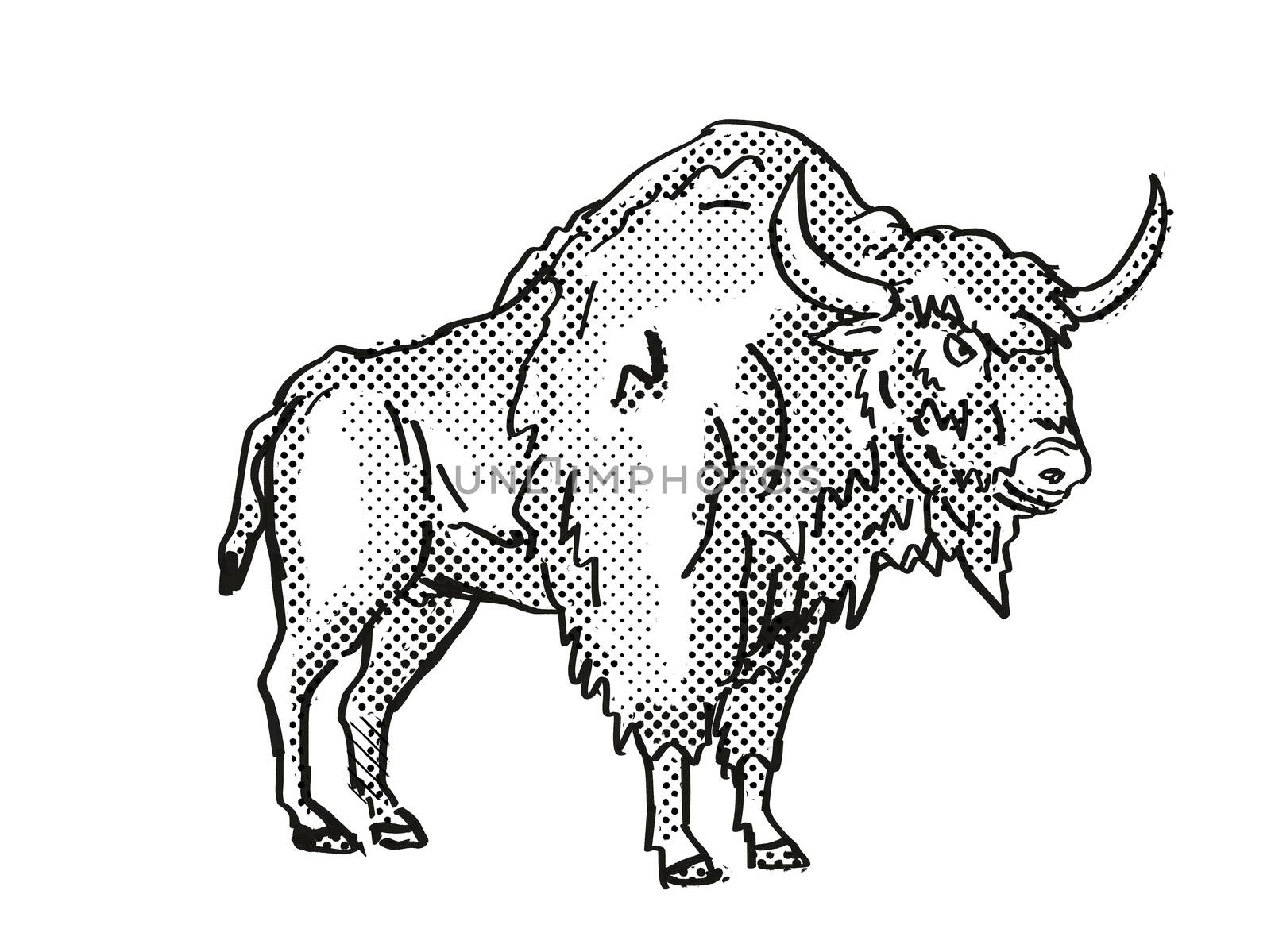 Ancient Bison Extinct  North American Wildlife Cartoon Drawing by patrimonio