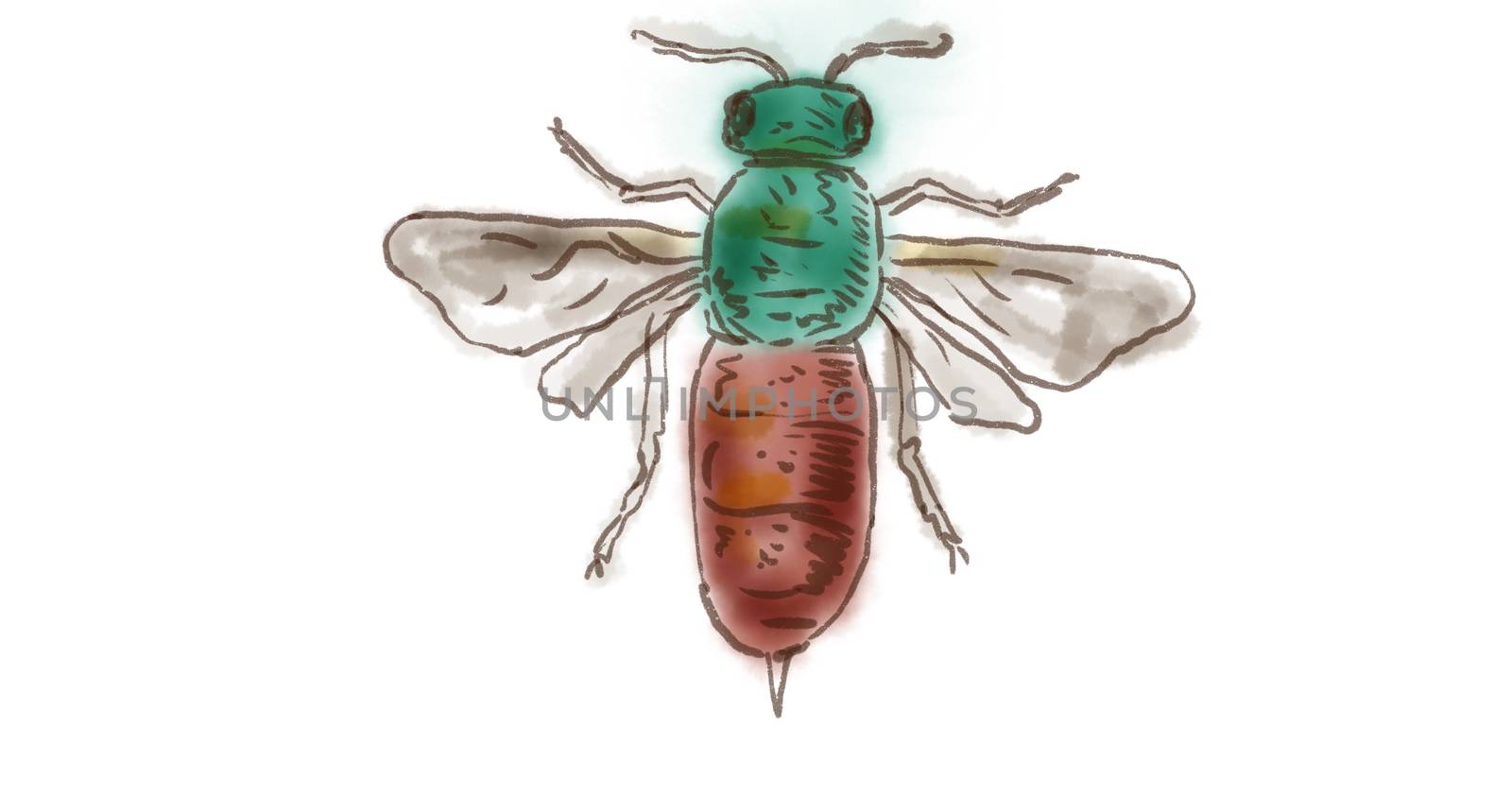 Watercolor Drawing of a Ruby Tailed Wasp on white.
