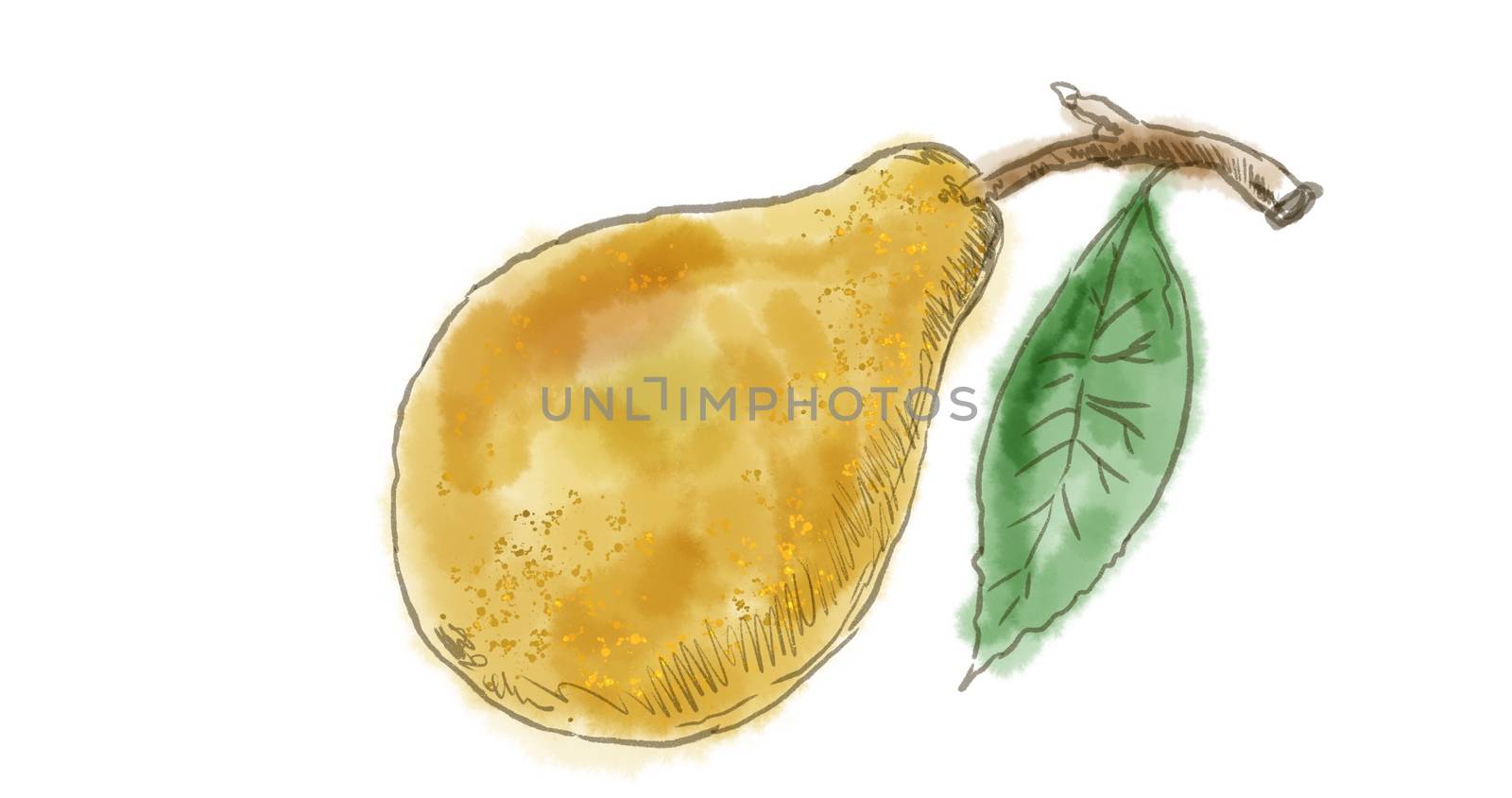 Watercolor drawing of a pear fruit on white.