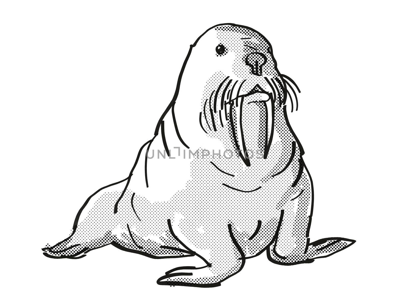 Retro cartoon line drawing style drawing of a Pacific Walrus, an endangered wildlife species on isolated background done in black and white full body.