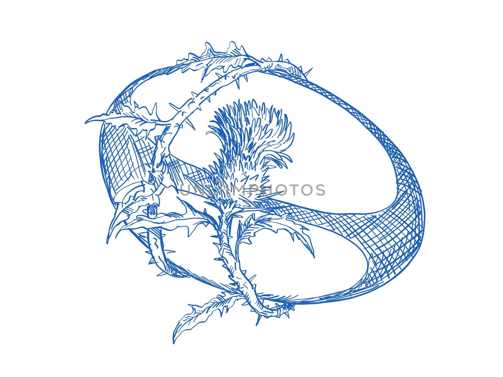 Hand sketched drawing illustration of rugby ball with Scotch thistle flower and vine entwined on isolated background,
