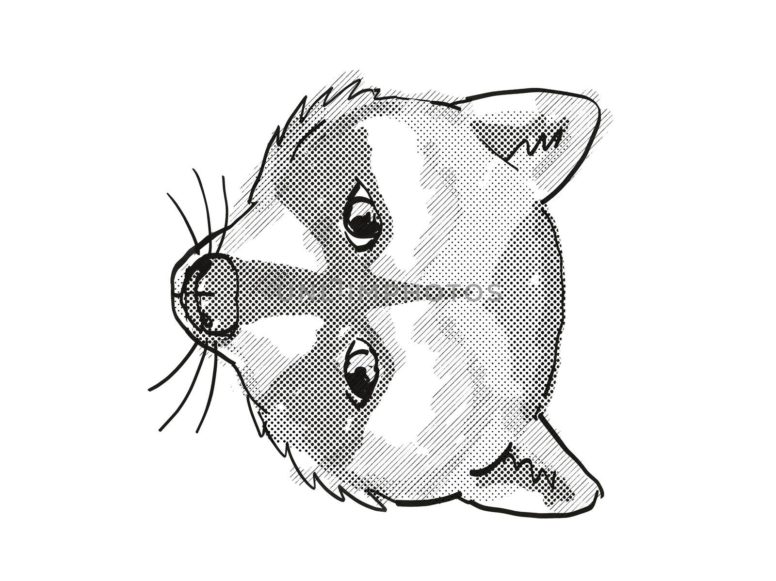 Pigmy Raccoon Endangered Wildlife Cartoon Retro Drawing by patrimonio